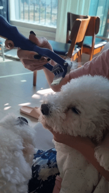 강아지빗 비숑하이바관리 죽은털제거 비숑빗 추천