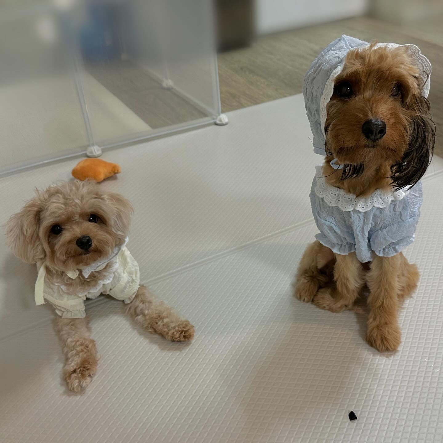 #율무 #유자 🧸🍊

댕플룩 입고 간식 기다리는 율무 유자🐾
모자 쓰면 귀여움이 두배 ෆʕ•ﻌ•ʔෆ

친구들 주말 잘 보내고 있어?? 28도 넘 덥다☀️

3-4번 사진은 미처 들어가지 못한 빼꼼 혓바닥들😛
마지막은 유자 한테 메롱 하는 율무🤣🤣