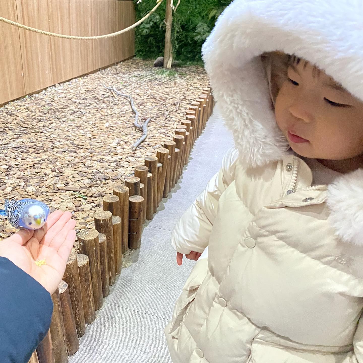 #채아스타그램
갑자기 가게된 #벨포레목장
이날 새패딩과 새운동화 개시한날이었는데 💩밟고 내가 미쳐😭
그래도 동물 좋아하는 채아가 날 추운데도 엄청 재밌게 놀다가서 나름 뿌듯했다😊
영상 1번째 “토끼 뭐해? 토끼뭐해?”🐰
영상 2번째 “양조심해~ 양조심해~”🐑
요즘 말하는것도 행동도 점점 늘어서 기특하고 대견한 울 채아씌😍