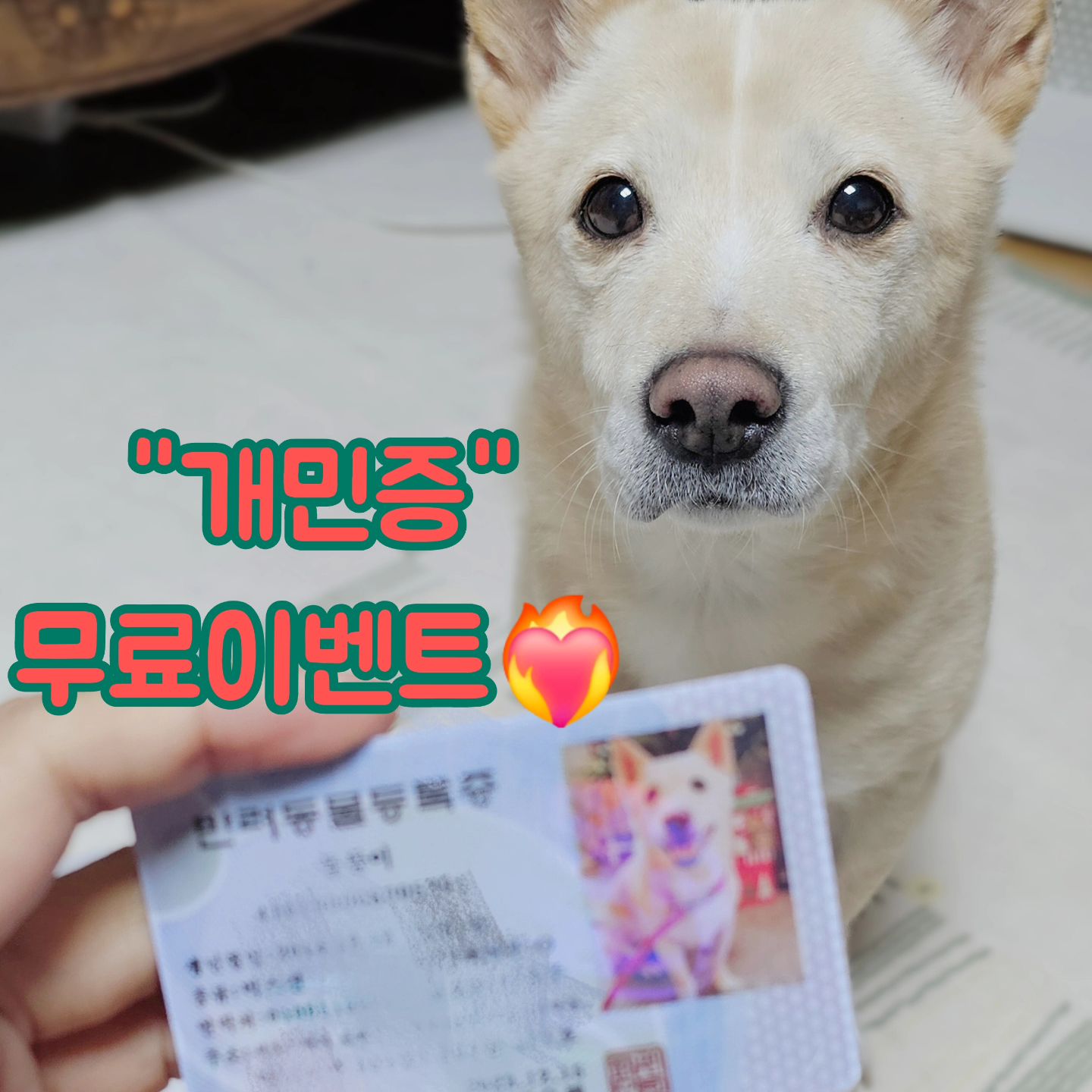 #협찬 페오펫몰 개민증무료이벤트!?!🎅

지금 가입하면 반려견민증을 
무료로 만들어드려요 👍
이런 기회가....🙊🙊

현재 페오펫을 구독하면 
강아지 민증을 무료로 증정해주는 
이벤트를 하고 있어요❤️‍🔥❤️‍🔥

페오펫 멤버십을 가입하면
✔️반려견 보험 해결
✔️반려견 용품 저렴하게 득템
두가지를 얻을 수 있어요 ㅎㅎ

멤버십은 베이직,스탠다드,프리미엄
총 3가지가 있고 저는 베이직입니다ㅎㅎ

** 페오펫몰의 가장 강점은 **
"페이백청구"가 엄청나게 간편하다는 것
그리고 페이백 분야가 엄청다양함✔️

동물병원 애견카페 
강아지유치원 반려견미용 등등 
싹 다 페이백 청구가 가능해요 ㅡ

반려견등록증+영수증을 찍어올리기만
하면 끝이에요 ㅋㅋㅋ 사진찍는데 5초
올리는데 10초 ... 끗!!!🩷🩷

멤버십 단계에 따라 할인율과 
지원내용이 조금씩 차이가 있는데,
저는 베이직단계라 사용금액의 
30% 페이백이되어요 👍👍

태그된 페오펫몰 계정 
링크를 클릭하면 가입가능합니닷
.
.
.
.
.
.
.
 #멍스타그램 #애견용품 #애견카페 #강아지그램 #개민증 #강아지용품 #애견펜션 #동물병원 #멍팔맞팔 #반려견보험 #강아지보험