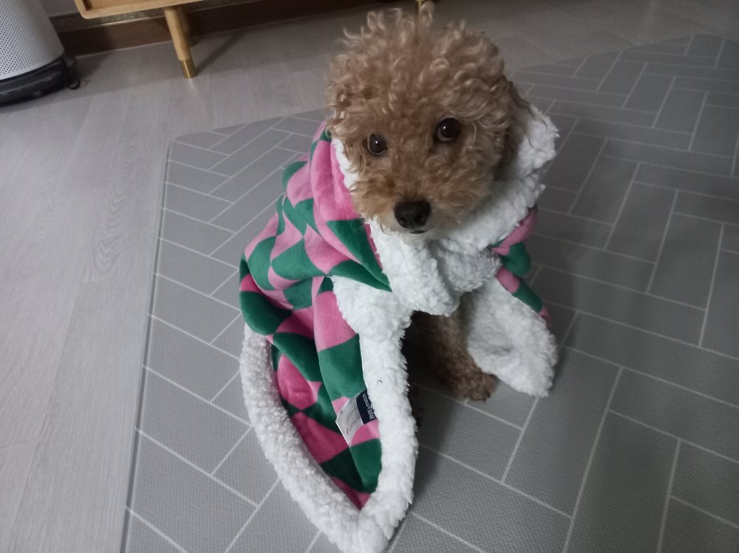 우리집 경기북부라 아주 추워🥶
그래서 엄마가 담요 덮어줬다!
넘 따듯해🔥