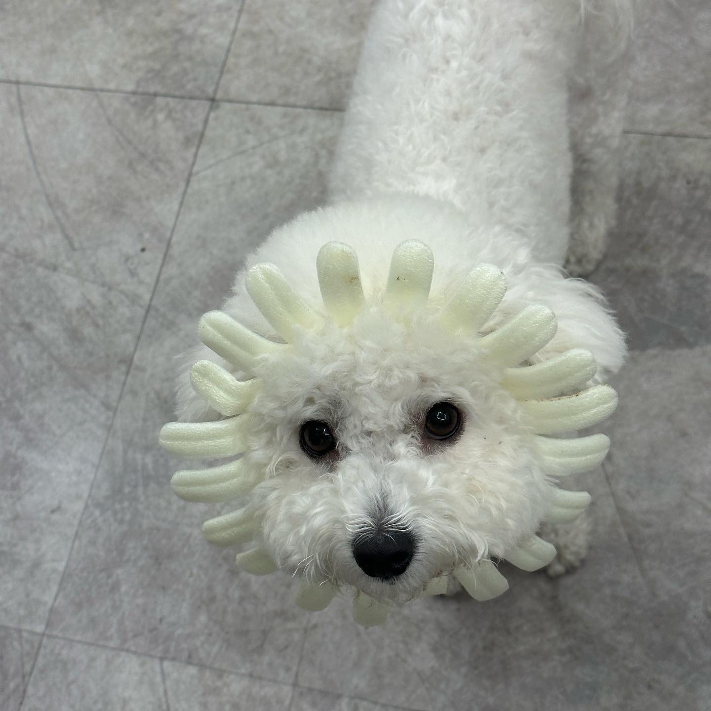 팅구드라 해피 추석 보내 ❤️ 
다들 추석때만 할수있은 개바라기 🌻사진 알지?