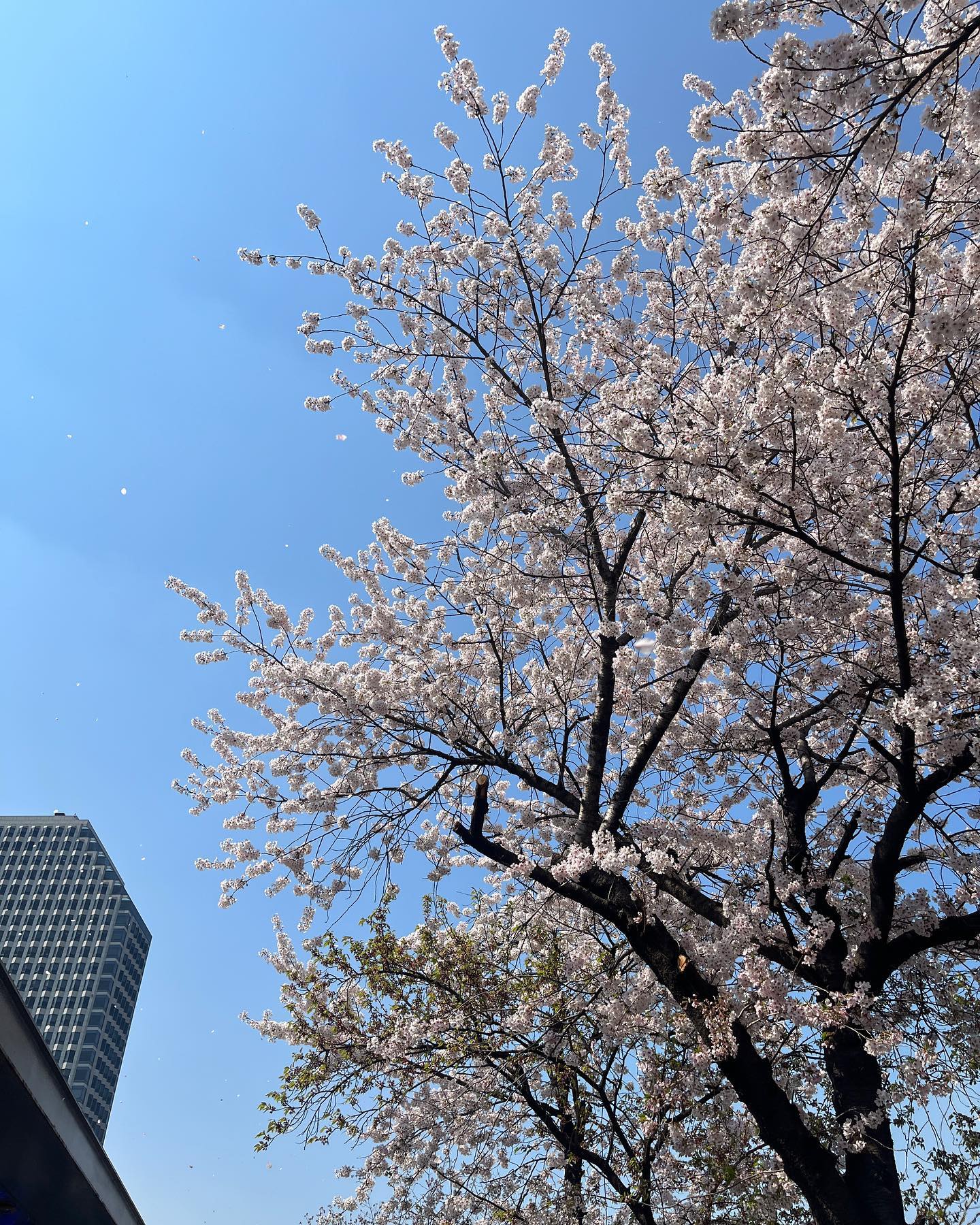 벚꽃 나들이 🌸🌷