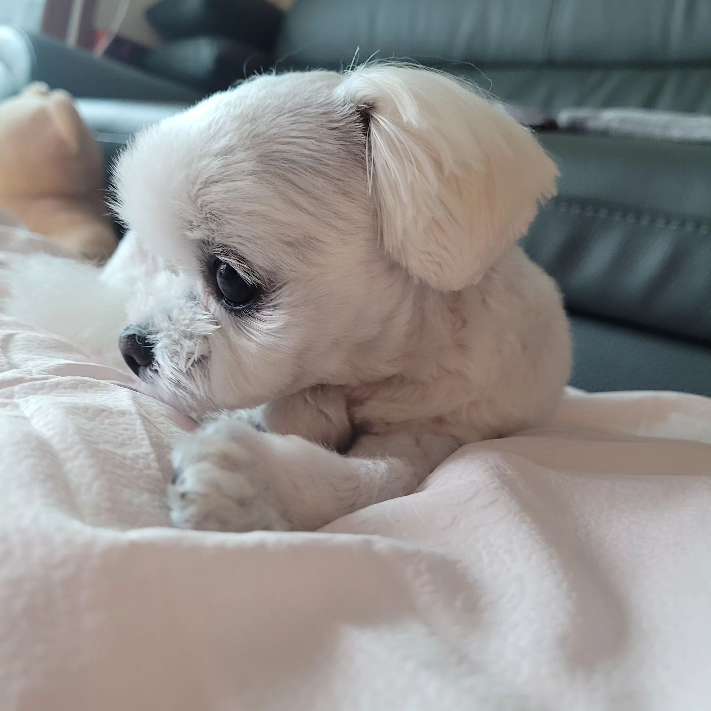 개아련 김모찌🐶

#독스타그램 #강아지그램 #모찌 #반려견 #불금