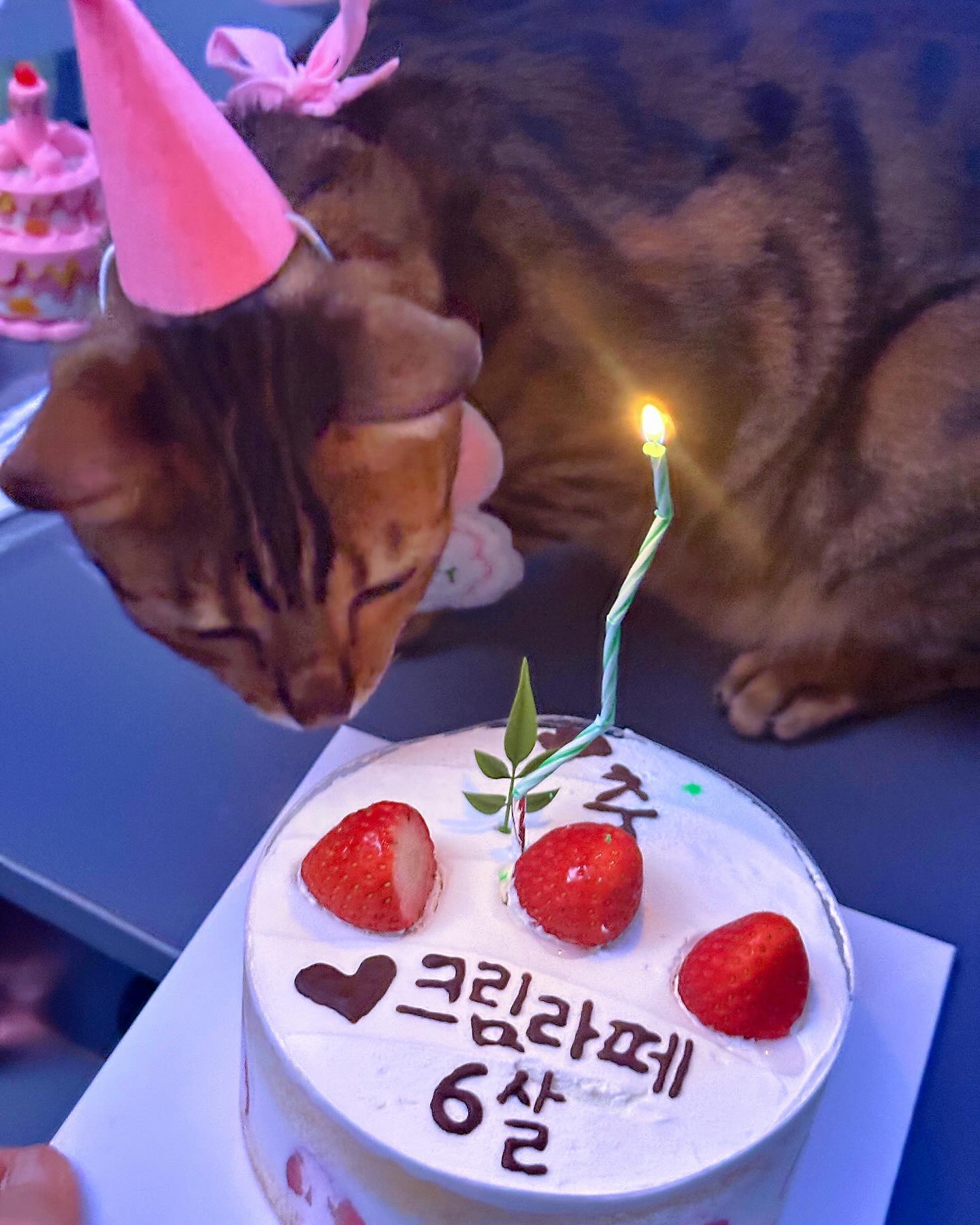 ♡̶ #HBD #라떼탄신일 
내사랑 내보물 우리 라떼왕자님 지난 생일 파티 사진 기록하기₍˄·͈༝·͈˄₎◞ ̑̑ෆ⃛
크림라떼 둘 다 1월생이라 1월에 파티만 2번있는 우리집 —̳͟͞͞♥
처음부터 너무 사랑했고 지금은 더 많이 사랑하고 평생 사랑해♥️

지금처럼 건강하게만 오래오래 모든 순간을 함께하자💝
⠀
⠀ 
⠀

#크림 #라떼 #크림라떼 #스코티쉬스트레이트 #뱅갈
#캣스타그램 #냥스타그램 #집사그램 #고양이일상 #고양이그램
#고양이모델 #묘델 #모델냥 #펫플루언서 #촬영문의 #虎皮 #貓咪 #bengal #cat #catstagram #instacat #catlife #貓 #猫 #ねこ #neko #맞팔 #소통

⠀

cats_of_instagram kittens_planet cats_of_world_ catsprestige petsprestige idonothaveacat.official todays_cat0 lovecatdaily malaikatkucing worldwide_meowdels sweetcatclub catloversclub