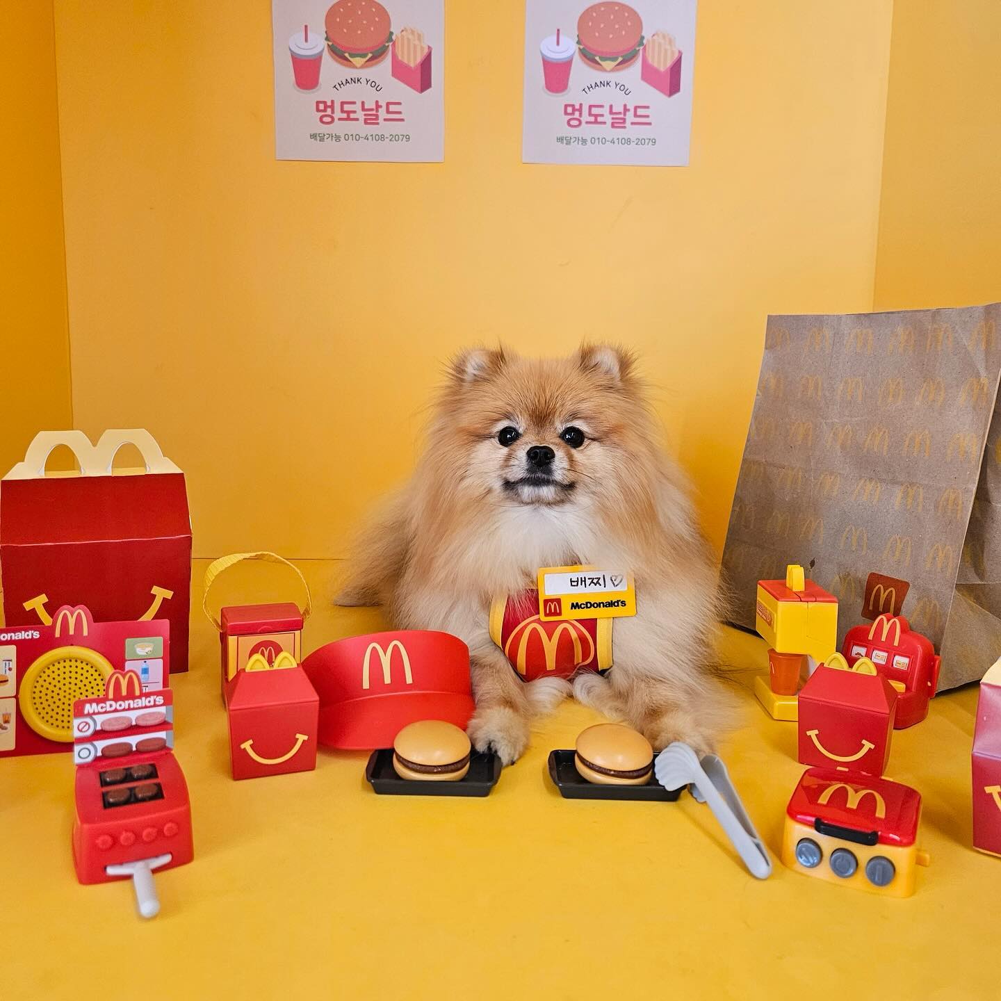 #배찌의멍라이프🐶
이배찌 유치언 124일차 🫶🏻
안냐세요 멍도날드 알바생 배띠임니다 .
제가 머그면서 하느라 죠굼 느려요~💛