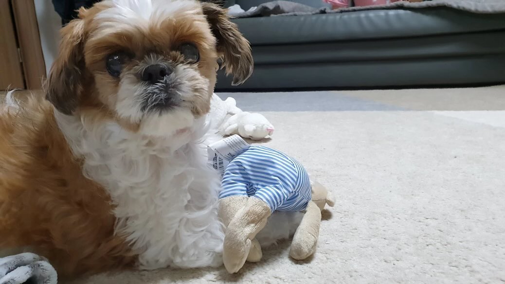 오늘 우리 귀염둥이 자두가 꿈에 나왔다.

꿈에서 나는 굉장히 바쁜 상태였고
자두를 데리고 혼자 살고 있었다.
자두 케어를 전혀 못하고 있었고…
늦은밤 일이 끝나고 돌아온 단칸방에는 자두 똥이 여기저기있었고
정말 오랜시간 자두가 혼자 있었다는걸 알 수 있었다.
그와중에도 자두는 누나가 드디어 왔다며
꼬리 흔들고 반겨주고 애교부리고
옛날처럼 마구 반겨주는데
너무 반갑고 미안하고 미안하고 미안하고…
(자두가 눈도 보이고 두발로 설 수도 있었다…! 귀도 들리고!)

그렇게 잠에서 깼는데
미안해서 눈물이 났다.
그와중에 꿈에서 자두를 만지고 안아볼 수 있어서 좋기도..
우리 자두 보고싶다..♥️♥️

아파서 쓰러져있는 와중에
가족들이 찾아왔다고 반겨주려고 일어나려던 안쓰러운 사랑둥이..
난 너가 기적처럼 다 낫고 일어날 줄 알았거든..
여러번 기적을 보여줘서 너에겐 기적이 당연한 줄 알았어.
지금은 곁에 없지만
매일 생각하고 있어 자두야♥️
누나는 너가 곁에 있다고 생각해😌
다음 꿈에서는 같이 실컷 놀자☺️
누나가 일 쉬고 놀아줄게♥️