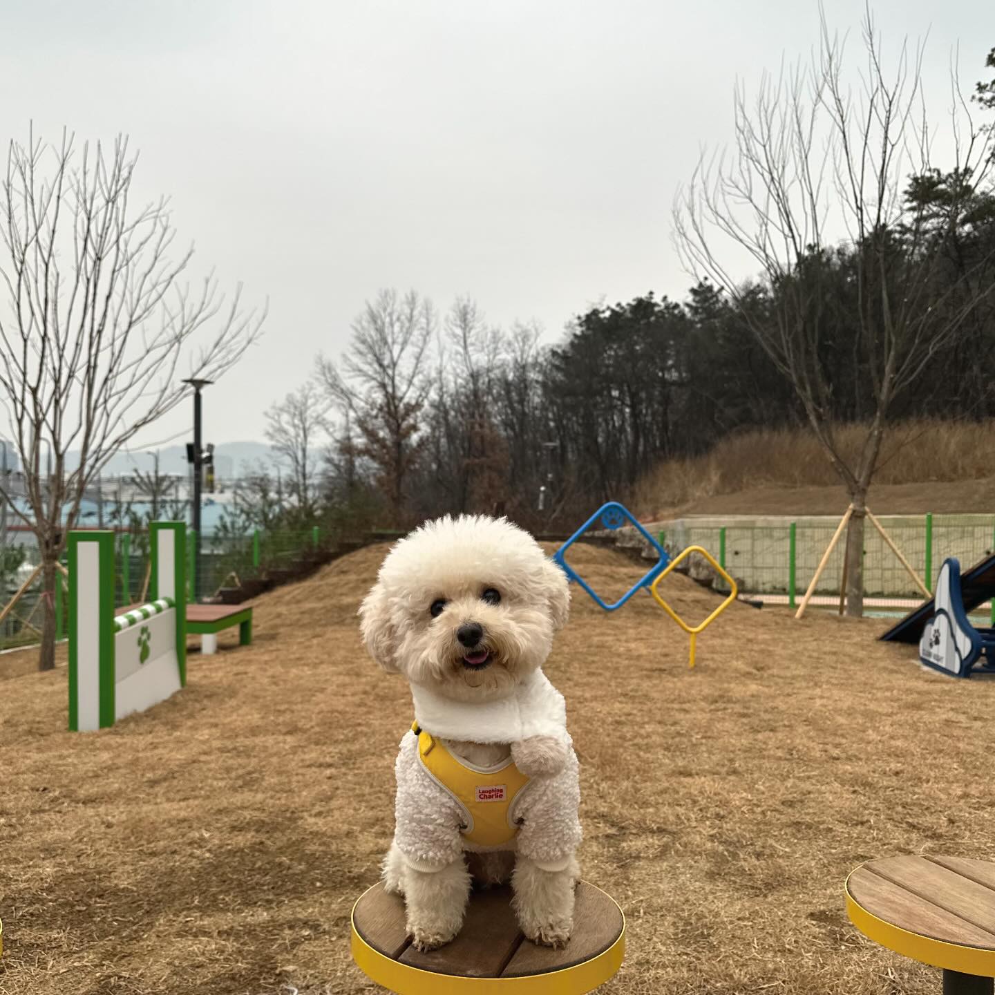 🫶🏻

대구에 반려견 놀이터가 생겨써‼️
오늘은 아니지만 :) 
마지막 투샷까지 봐쬬💖

너무 신나게 뛰뛰하고 와찌마리햐✌🏻
아직 완공은 아닌데 너무신나게 
흙구덩이에서 놀다와써🫨
ㅋㅋㅋㅋㅋㅋㅋㅋㅋ

하네스_ laughing.charlie 
목도리_ daisolife