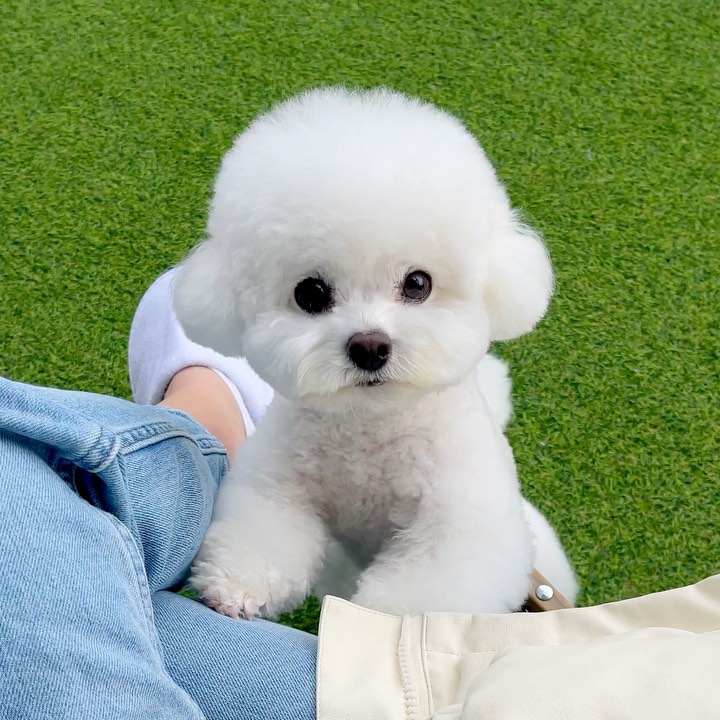 맨바닥에는 못 앉겠다는 공쥬님🐻‍❄️👑
우산 위에 앉는게 더 불편하지 않아요!?🤷🏻‍♀️
+ 허벅지 파는 실력 보면 전생에 두더지였을 듯🙄