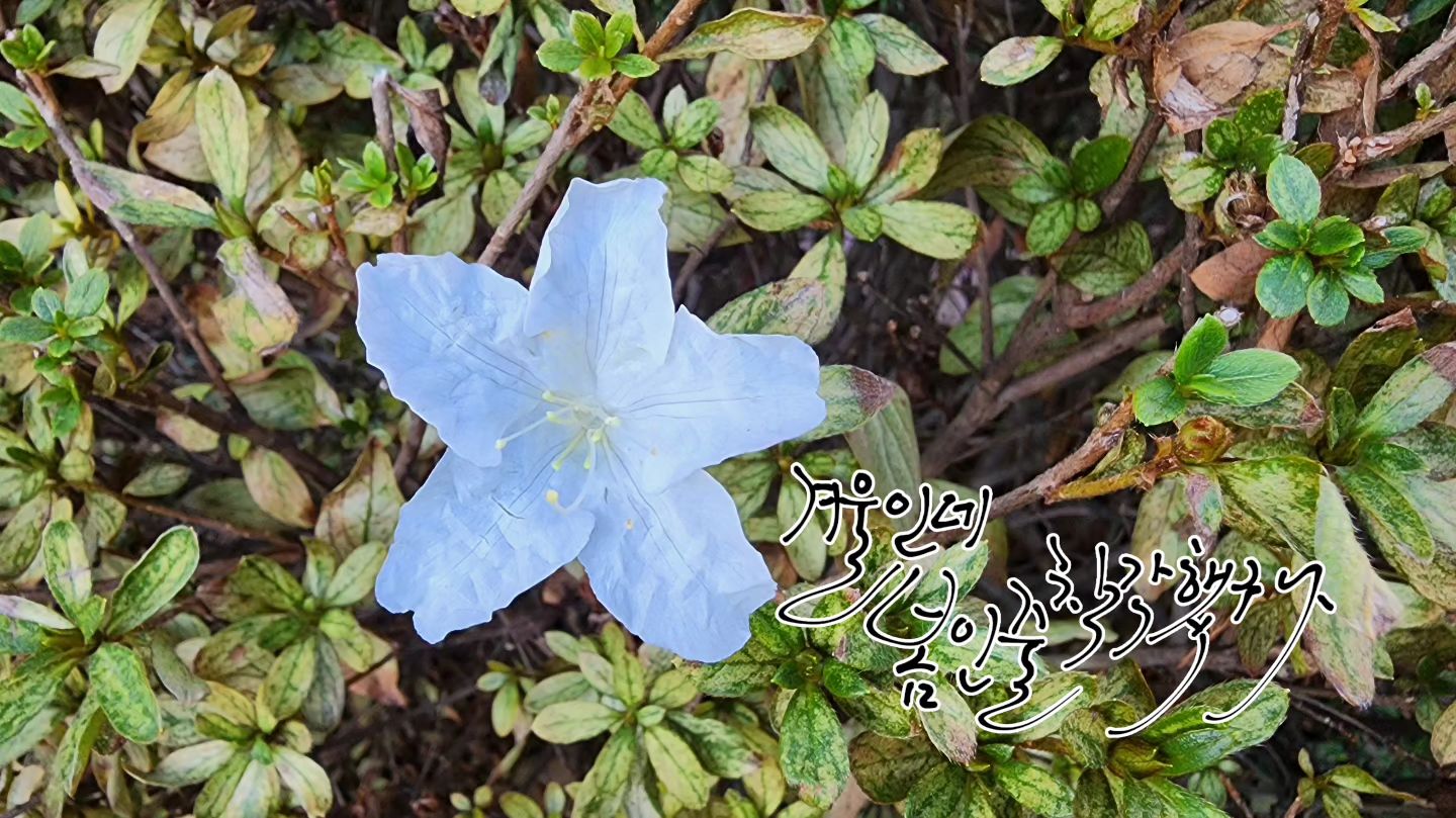 겨울인데 봄인줄 착각했구나 철쭉이 피었어요.
