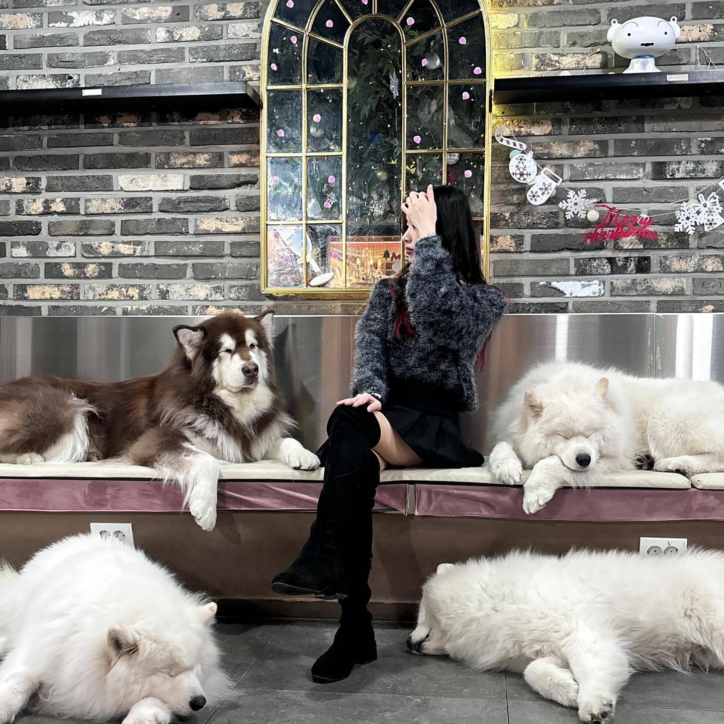 왕 크니까 왕 귀엽다•••💗
커다란 솜뭉탱이 강아지들 보고 싶어서 겨울이 머무는 집 댕겨오기🤭🌷
세상에 이르케 귀여운 생명들이 있을까 싶더라 ◡̈ ⁎⁺˳✧ 

winters_village 

#홍대크리스마스 #사모예드 #말라뮤트 #애견카페 #겨울이머무는집