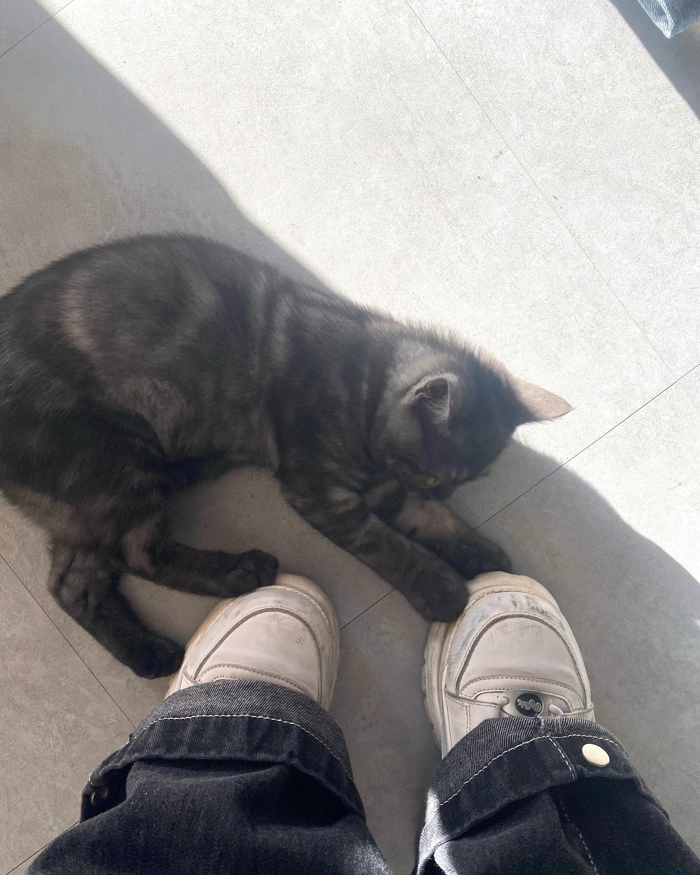 부산고양이