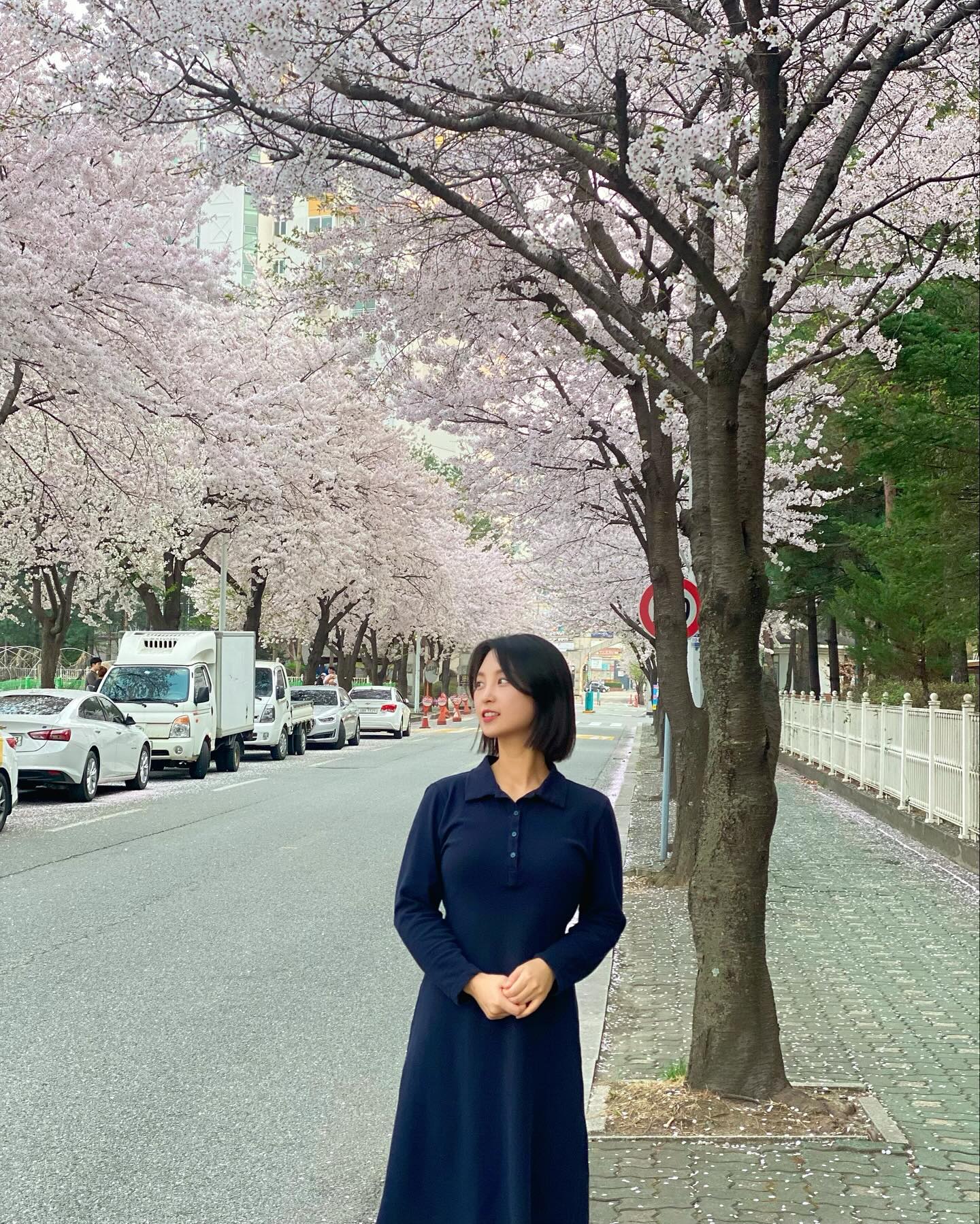 20240410 봄 꽃 벚꽃 🌸🩷