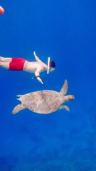 🇮🇩 인도네시아 길리섬 스노클링 투어 완전 추천🐢

남자친구 키 184cm 기준으로 큰 거북이들은 남자친구 키의 반보다 훨씬 더 길고 컸음!🐢 길리섬은 해변에서 조금만 수영하고 나가도 물고기들과 거북이들이 있는데 스노클링 투어 신청해서 배를 타고 나가면 거기서는 훨씬 더 큰 거북이들과 물고기들을 볼 수 있었음👀 여러 곳(빠당바이 항구, 아메드 항구 등)에서 길리섬으로 들어갈 수 있는데 적어도 1~2시간은 배를 타야하지만 길리섬은 너무 좋았어서 또 가고 싶은 곳..🇮🇩❤️ #길리트라왕안 #길리섬 #gilitrawangan #giliair : 모먼트