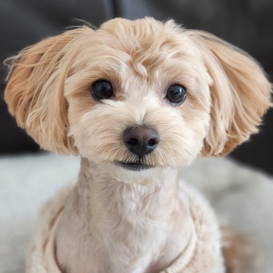 카메라 잘보는 강아지🫶