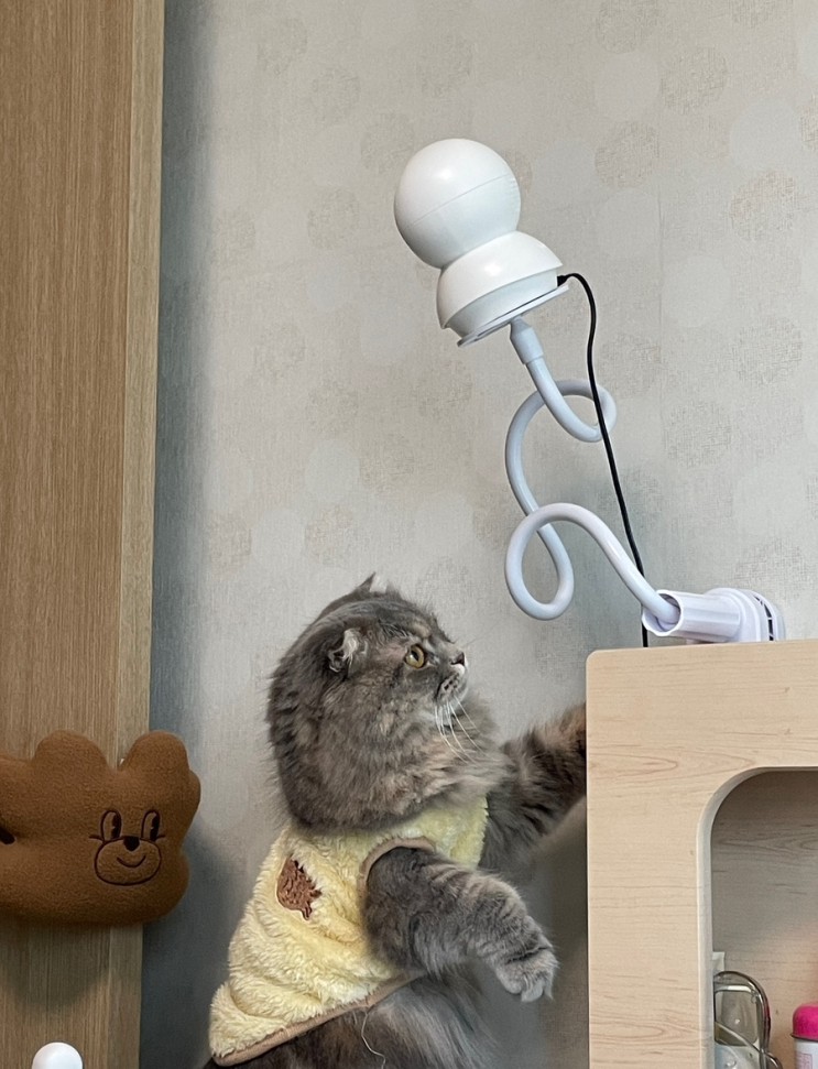 오버뷰 홈캠 거치대 + 티피링크 홈캠 사용 리뷰! 진즉 할 걸 그랬다..