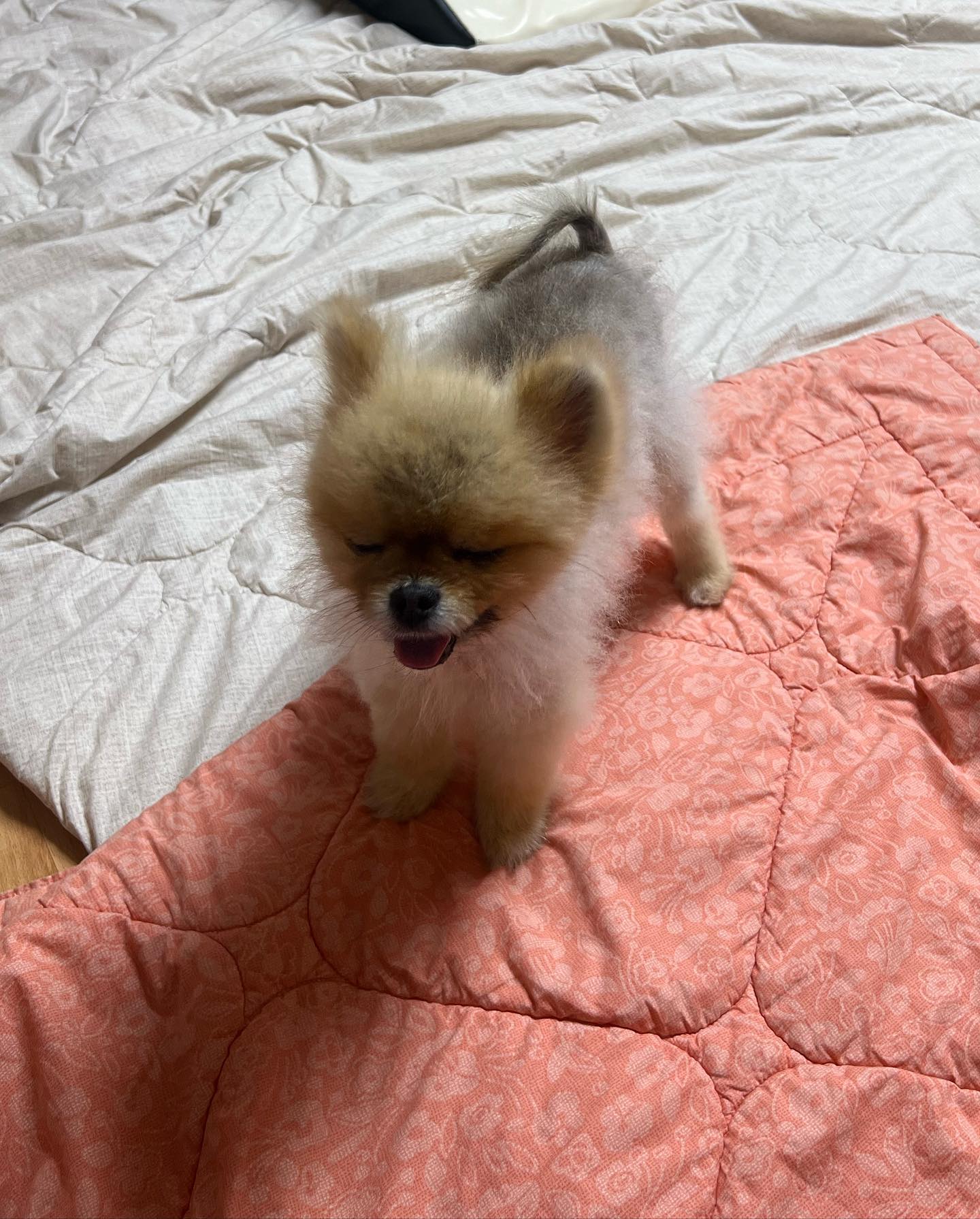 엄마 나 여기서 그냥 살면 안될까? ៖…?!!?
.
.
.
난 여기가 좋다고!!