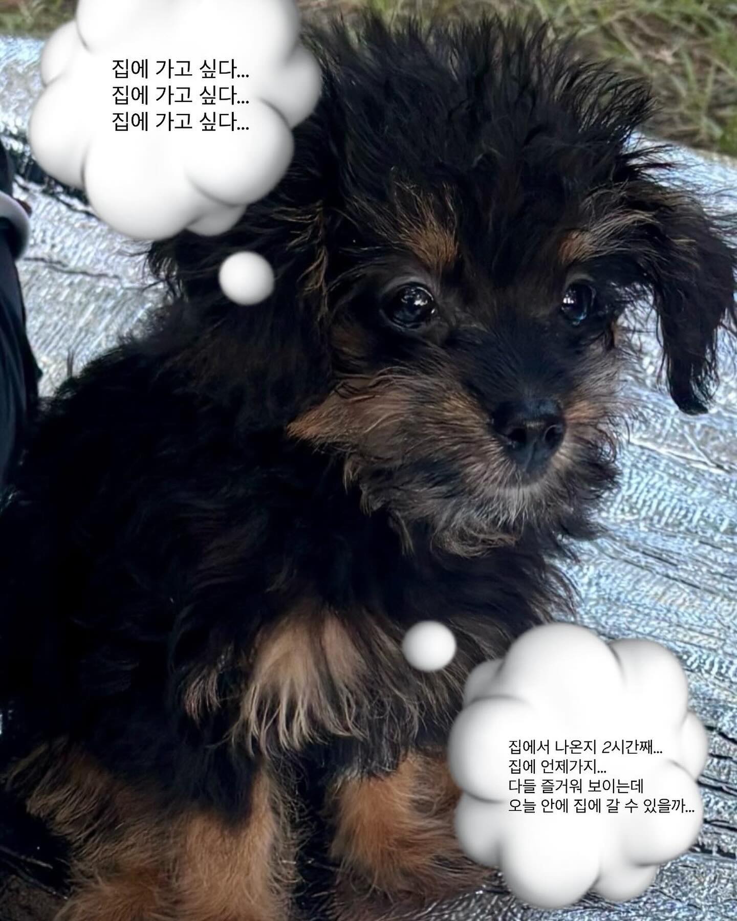 주사 맞고 일주일 넘게 못씻어서 꼬순내 폭발하는 꼬질꼬질한 콩이녀석 🫘표정이 왜케 집에 언제 가지…하는 것 처럼 나왔니…ㅋㅋㅋㅋ

#시고르자브종 #꼬질꼬질 #강아지 #강생이 #믹스견 #블랙탄 #꼬순내 #infp #내향형강아지