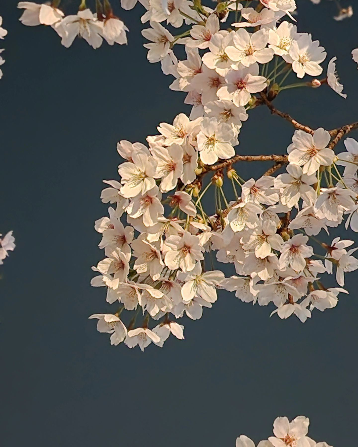 #벚꽃데이트 #양재 #양재시민의숲 🌸

양재쪽으로 벚꽃구경은 처음갔는데 밤벚꽃도 역시나 예뻐
까만 하늘에 하얀 벚꽃이 그림같기도 하고
엄청 가득한 꽃이 정말 인상깊었어
내년엔 낮에 오자