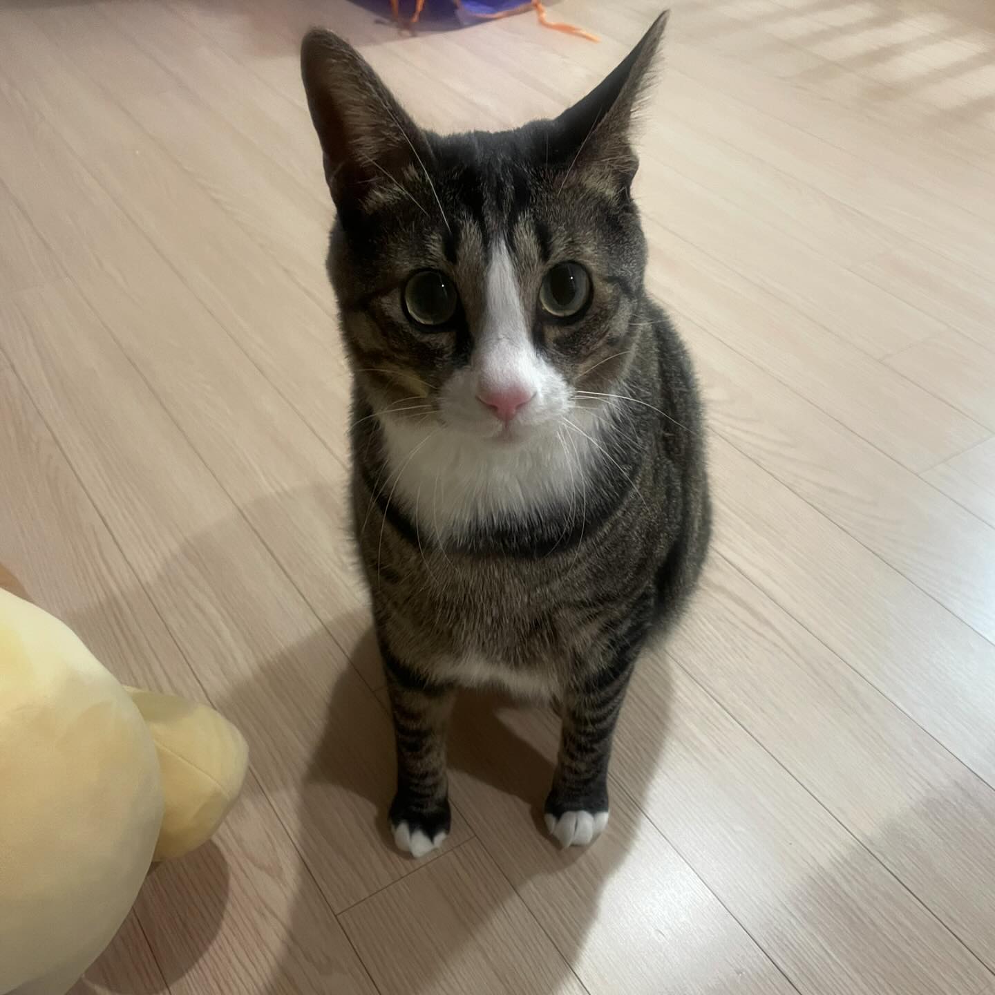 냐옹