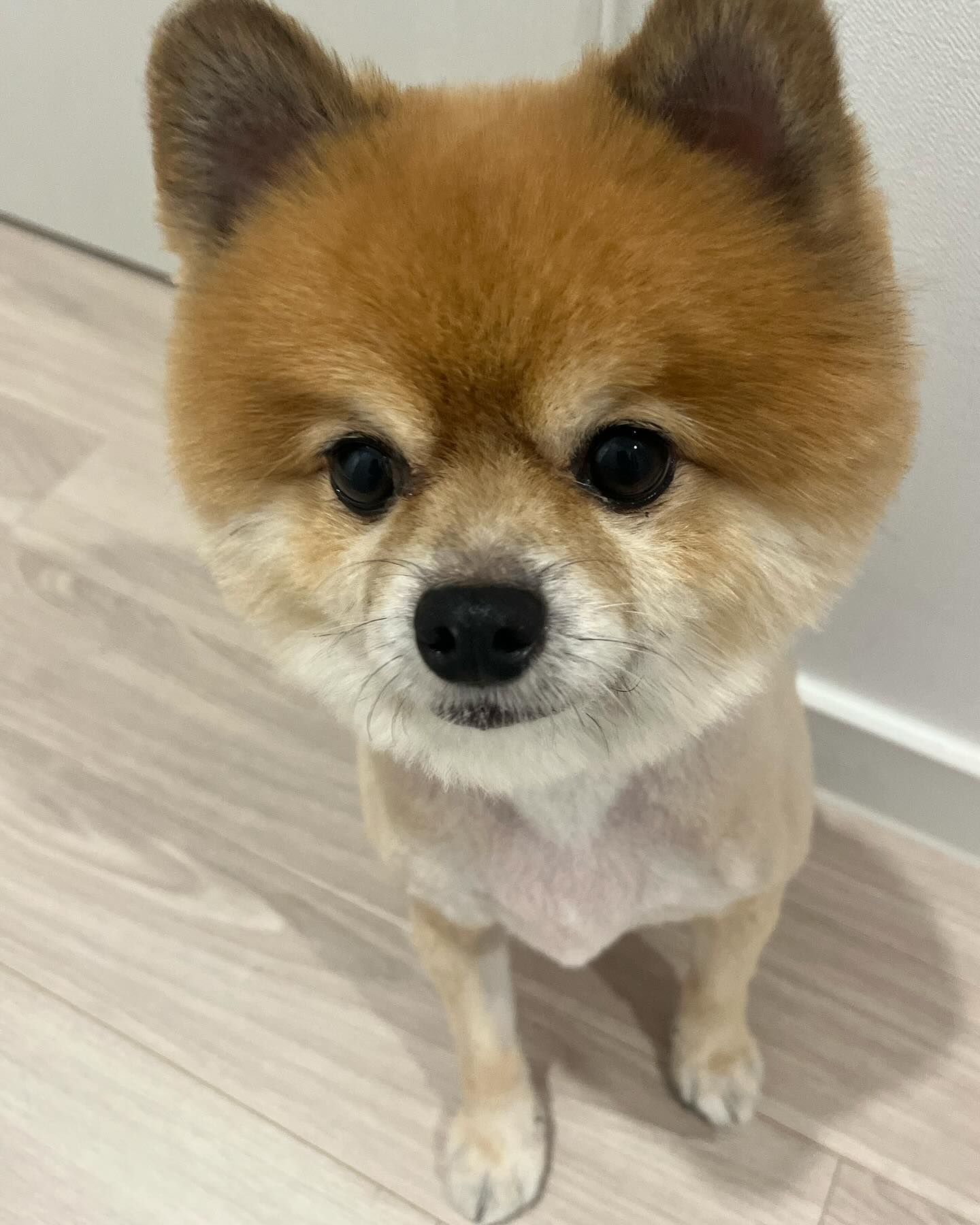 곰돌이컷 하고온뮹치😍 ㅠㅠ 
.
.
.
.
#포메라니안
