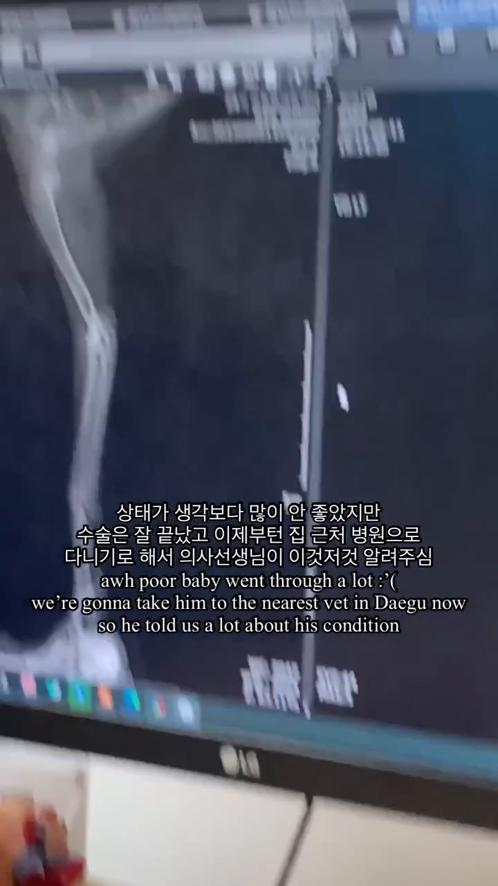 <고냥이 구출사건 비하인드>
영상 글이 길어요..! 화면 눌러서 일시정지 하면서 보셔요😭🫶🏻

제 친구 로렌이 곧 출국을 하게 되어서 저희끼리 마지막 여행 겸 부산을 놀러갔었는데 말이죠..?
로렌이 BTS 좋아해서 지민 님 아부지 카페를 가기로 급 결정하고 원래 가던 길 말고 다른 길을 가게 되었답니다.

얼마 안 가서 좌회전을 하려는 찰나 차들이 서행하면서 우회해서 가는거에요?
뭔가를 보자마자 친구도 멈춰서고 저도 모르게 도로 위로 뛰쳐나가서 주워들고 차에 타서 바로 근처 동물 병원 찍어서 간게 저희 부산 여행의 첫 일정이였답니다🤣

처음 보는 길냥이에게 선뜻 몇 백 하는 수술비 또는 몇 십 하는 안락사비 내는게 사실 쉽지 않았어요.
지갑 사정이 여유로웠다면 얘기가 달라졌겠지만 그게 아니였거든요 ㅠㅠ
당연히 맘 같아선 바로 수술을 해달라고 했겠지만 제가 키울 여력도 안 되거니와 생각지도 못 한 큰 지출이 생각보다 망설여지더라구요.
아이의 목숨이 제 손에 달려있다고 하니 더더욱.. 

보호소요? 물론 첫번째로 생각했던거랍니다. 개인으로 운영하시는 곳에선 아이 수술비 듣고 거절했습니다.
나머지 공기관들은 주말이라 전화를 받지도 않았구요😭 

그치만 안락사 시켜요? 팔 부러진게 다인데 ㅠ 일단 카드로 살리기로 하고 저는 원래도 그지였지만 더더더 그지가 되었습니댜💸

그 넓은 사거리 도로 위에 위험하게 그렇게 앉아있는데 안 구조할 사람이 있었을까요😭 다만 이렇게 비쌀 줄은 몰랐다는거..

냥줍은 생각보다 많은 돈이 듭니다…! 이번 기회에 뼈저리게 느꼈어요ㅋㅋㅋ

다시 돌아가도 똑같이 했을까요? 전 그랬을 거 같아요 미련해서😂 그리고 저도 모르게 이미 손에 들려있었어오ㅋㅋㅋㅋ

그래도 길리가 살아줘서 너무 다행이고 고맙고 수술도 잘 마쳐서 정말 기특하고 텅장 보면 살짝 맘이 아프고 암튼 기쁜게 큽니다!

이름은 길에서 만난 길리언, 줄여서 길리 라고 지었답니다 :) 길리야 오래오래 건강하게 잘 살자!!!✨

디엠으로도 응원 많이 해주시고 몇몇 분들은 후원도 해주려하시고 정말 감사합니다 여러분!!🕊️

길리도 여러분들 응원 받아서 빨리 나을거라 믿어요♥