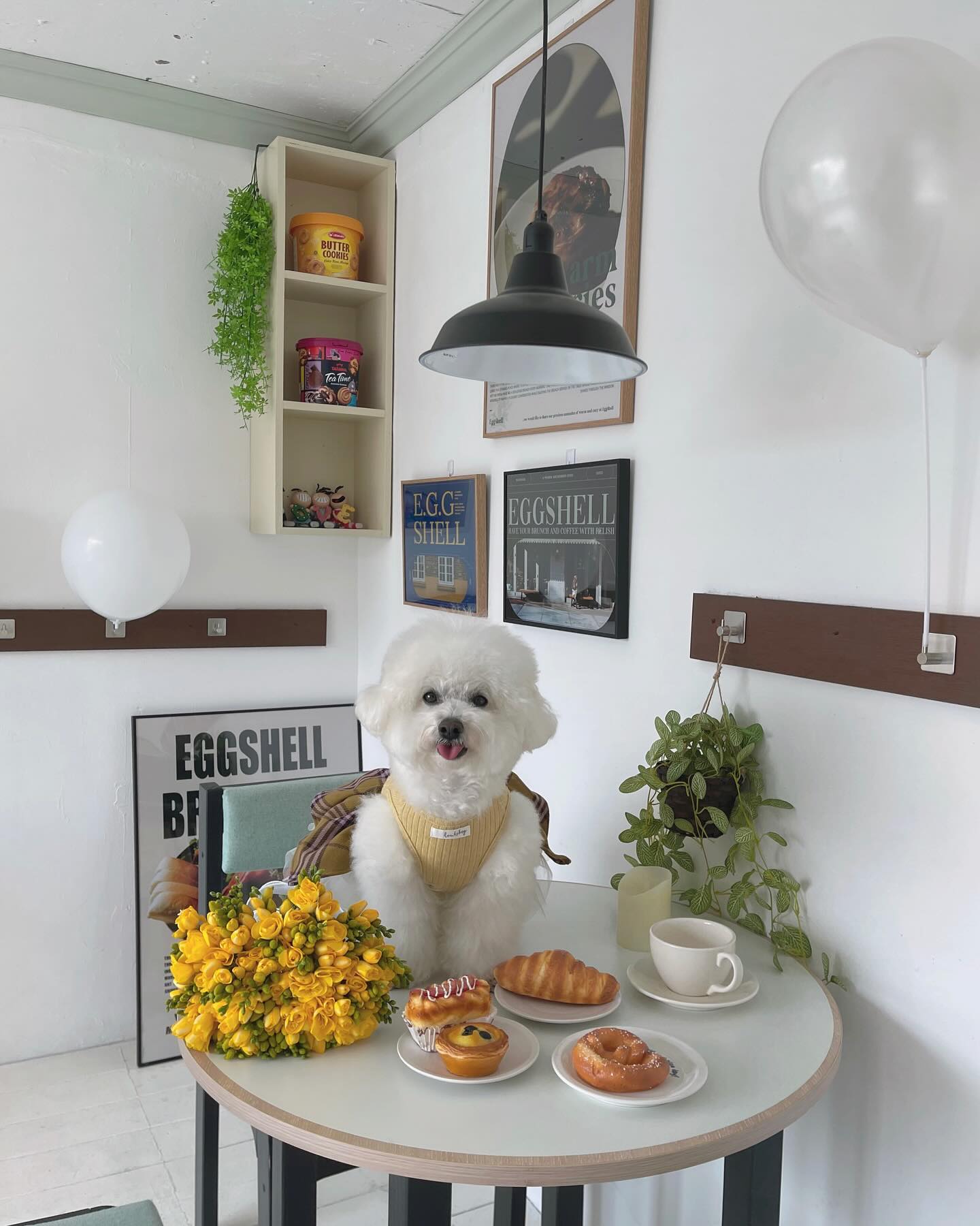 앙꼬 외쿡 다녀왔오요?🙈💛
앙꼬 생일파티 분위기 내보려고 놀러갔던
eggshell_studio_ 🏡
스튜디오랑 브런치카페를 같이 운영하는 곳이어서 그런지
요기조기 준비된 소품들과 인테리어 감성이 완젼 취저🫶🏻
1-2층 통대관이 가능하고 테라스도 있어서
공간마다 다른 예쁨을 담아낼 수 있었어요!
햇빛도 잘 들어서 쉴 새 없이 📸찰칵찰칵 했답니당
앙꼬도 퍼푸치노 챱챱챱 한 잔 했어요☕️