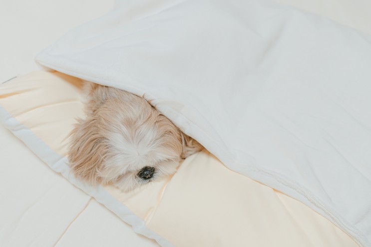 폭신한 침낭형 애견 방석﹝페스룸 라이트 블랭킷 쿠션﹞🐶