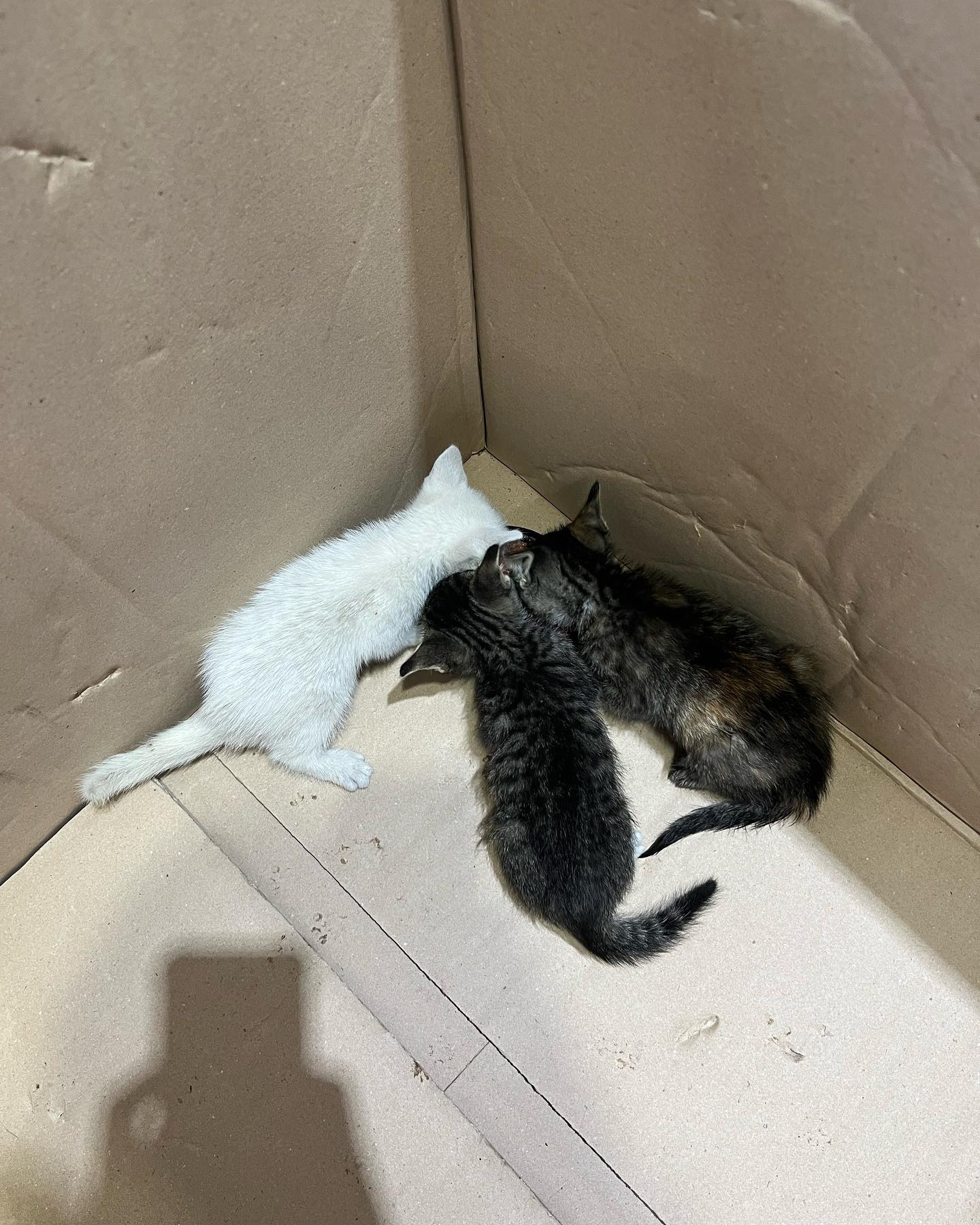 냥줍……어제 비안올때  밖에 보내줫는데 또들어옴
어쩌면좋을까욥 …..해결책좀
#고양이 #냥줍 #고양이스타그램 #냥스타그램 #분양 이 답인가????
#구미 #인동 #고양이데려가실분