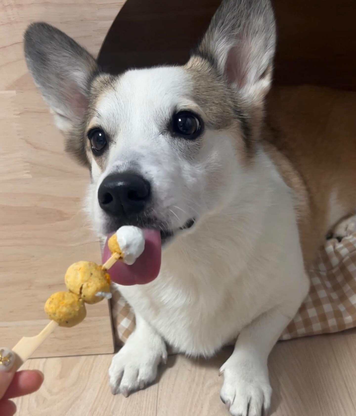 다이어트는 하지만 간식은 잘 챙겨먹는듕🍡💛