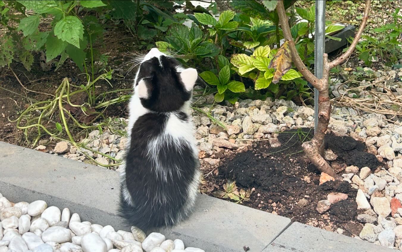 🐝. 🐱. 🍯