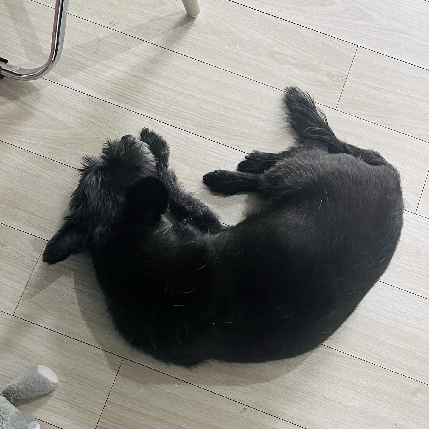 너는 그렇게 내 속을 썩이고 
나를 슬프게 하고 나를 힘들게 하고 
또 나에게 기쁨을 주고 매일매일 
하루도 거르지 않고 사랑을 받고 사랑을 주고 
내게 안정을 주고 나와 하루하루 살다 

이윽고 늙어
내 발치에서 갸릉갸릉 소리를 내며 
숨을 쉬고 있니 우리 아기 할아버지 

한번의 유기와 한번의 파양
다섯살이 거진 다 되어 내게 온 베르
분리불안이 심해서 속을 정말 많이 썩였다. 
나는 솔직히 꽤 힘들었는데,,, 그래도 괜찮았어

너는 나를 만나기 위해 지금껏 살았으니까, 
어떤만남은 오래 걸릴수도 있지
네가 죽을때까지 내가 널 지킬수 있다면
나는 그걸로 괜찮아. 네가 내 사랑을 몰라도 괜찮아. 
내가 너를 아니까 괜찮아. 그냥 내 옆에 있어
그럼 너도 괜찮고 나도 괜찮아. 

하얗게 새어가 거칠어지는 털들. 느려진 발걸음. 
너와 나 사이에 소복한 세월이 쌓여. 
아기할아버지 베르는 열한살. 

#유기견입양 #사지말고입양하세요 #검은개 #할배견