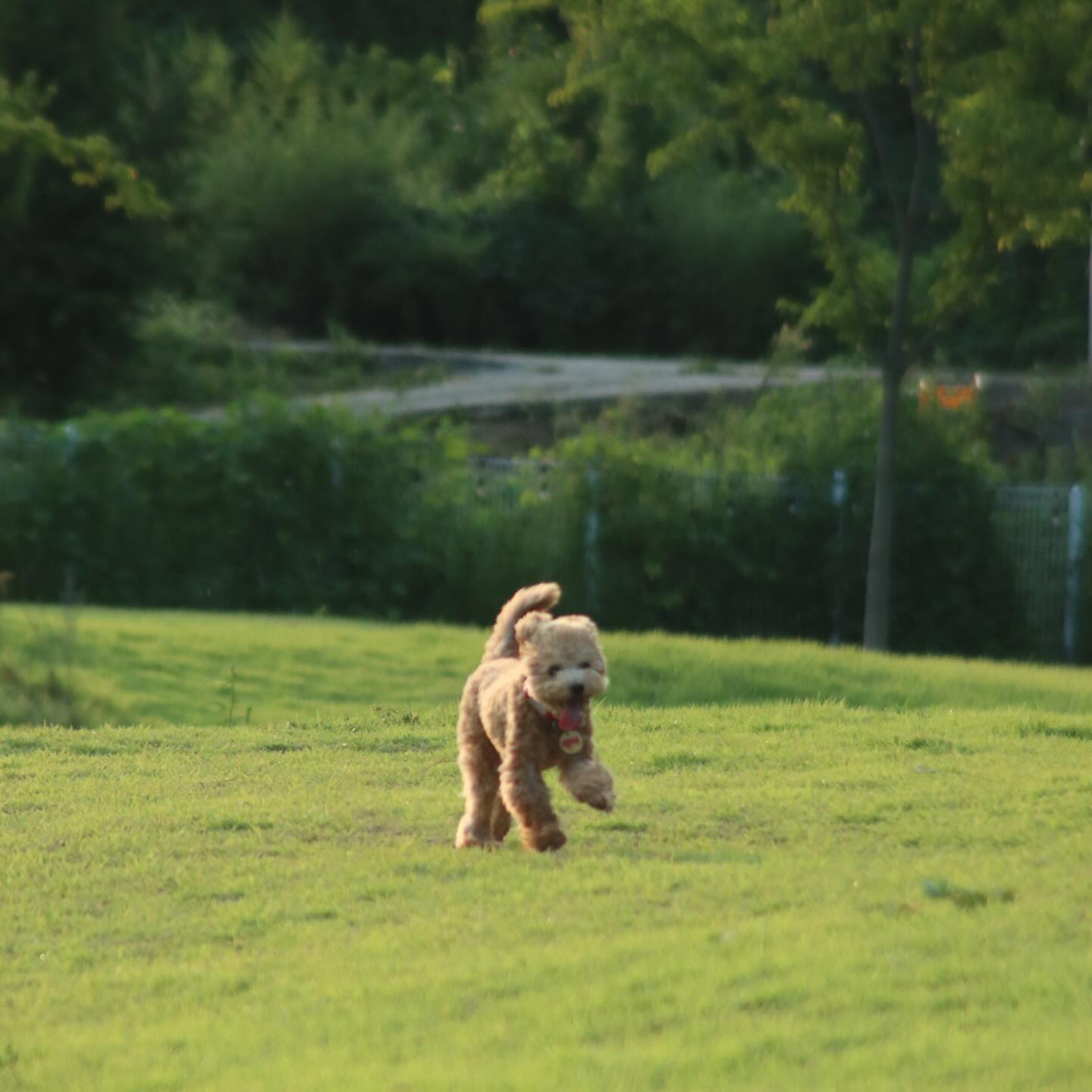 seoul_dog_park 
제법 많이컸고 잘자라준 백미🐻
똥멍청이지만 육아난이도 하