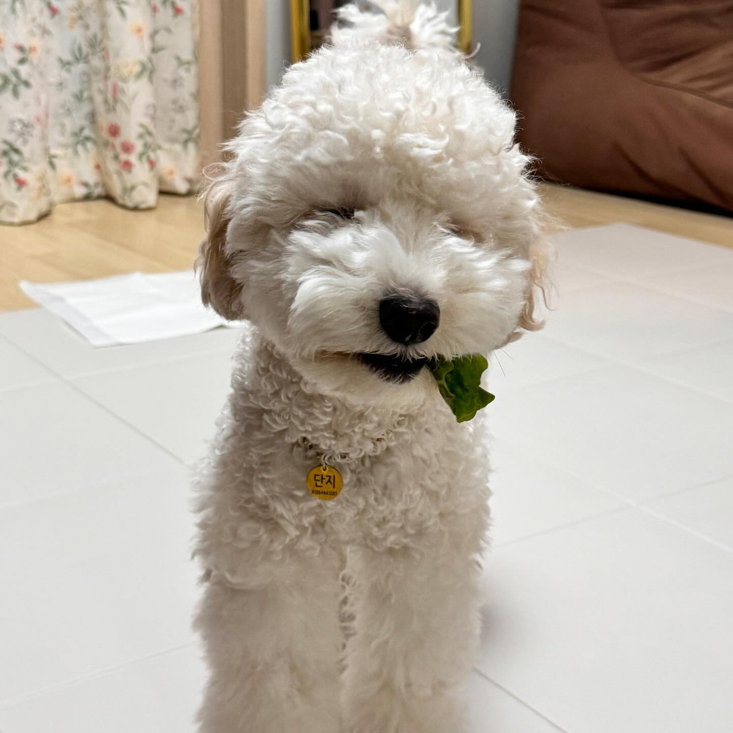 난 채소도 잘먹는다개 🥬