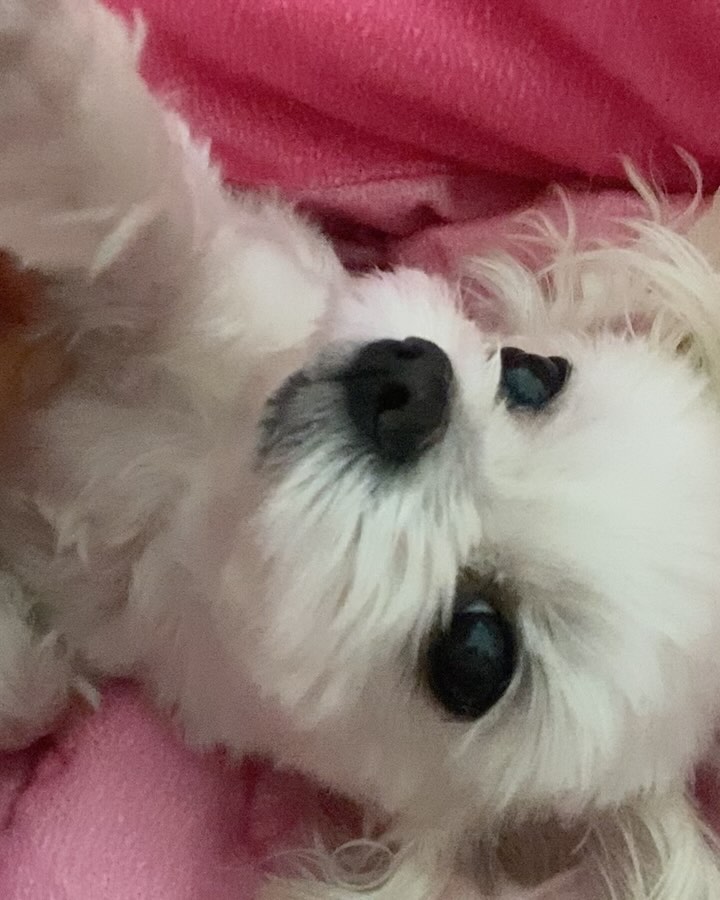 사랑하는 나의 리치
강아지 이름은 과일 이름으로 지어야 오래 산다길래, 과일 이름이면서 돈 많이 들어오는 이름이 뭘까 생각하다 고심 끝에 리치라는 이름을 지어준 게 엊그제 같아.
어딜 가든 가족들과 항상 함께해 주고 무슨 일이 있든 항상 기분 좋게 만들어주던 네가 어느샌가 매일 하루 두 번 쓰디쓴 약을 챙겨 먹어야 했지.
점점 계단 오르는 것도 힘들어하던 모습을 생각해 보면 언제든 떠날 수 있다고 생각했어야 했는데 뭐든 무던했던 너기에 항상 곁에 있어줄 거라고 안일했어. 미안해..
사고치는거라곤 고작 내 방 쓰레기통 뒤지는 것 뿐이던 얌전한 정리치씨. 댕이별에선 욕심 많게 지내구 있어!
약 절대 먹지 말고 우리 아가 항상 전투적으로 먹던 고기 많이 먹구 언니가 싫어하는 오이, 파프리카도 많이 먹구 리치가 좋아하던 언니 옷들 다 가져가💕
사랑하는 우리 아가 어제 꿈에서 ”언니 나 먼저 갈게~“ 하던 너를 어떻게든 붙잡았어야 했는데,, 
리치야 넓~은 들판에서 줄 없이 뛰어놀고 있다가 나중에 언니 올라가면 마중 나와줄꺼지? 나는 인간이라 쫌 오래 걸릴 거 같긴 해.. 
그래도 잊지 말고 꼭 나와줘 보고싶으니까!! 
아가야 우리 가족한테 와줘서 너무 고맙고 사랑해❤ 
거기선 하고 싶은 거 다~하면서 지내고 있어❤
정리치 사랑해 뽀뽀쬭!!!💋💋💋