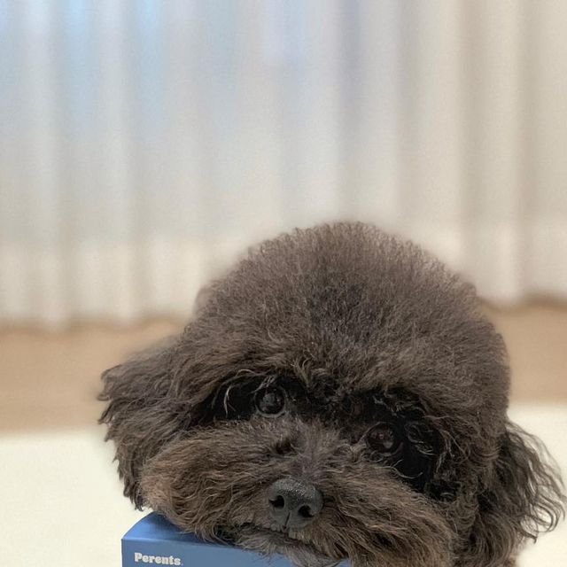귀요워서 요미 on Instagram: "#광고 내 맑은 눈의 비결👀💙 페런츠 더 맑은 루테인 ▫️가수분해 원료 0%, 영양제 성분 100% ▫️100% 휴먼그레이드 ▫️마리골드추출물루테인990mg, 10종 혼합 유