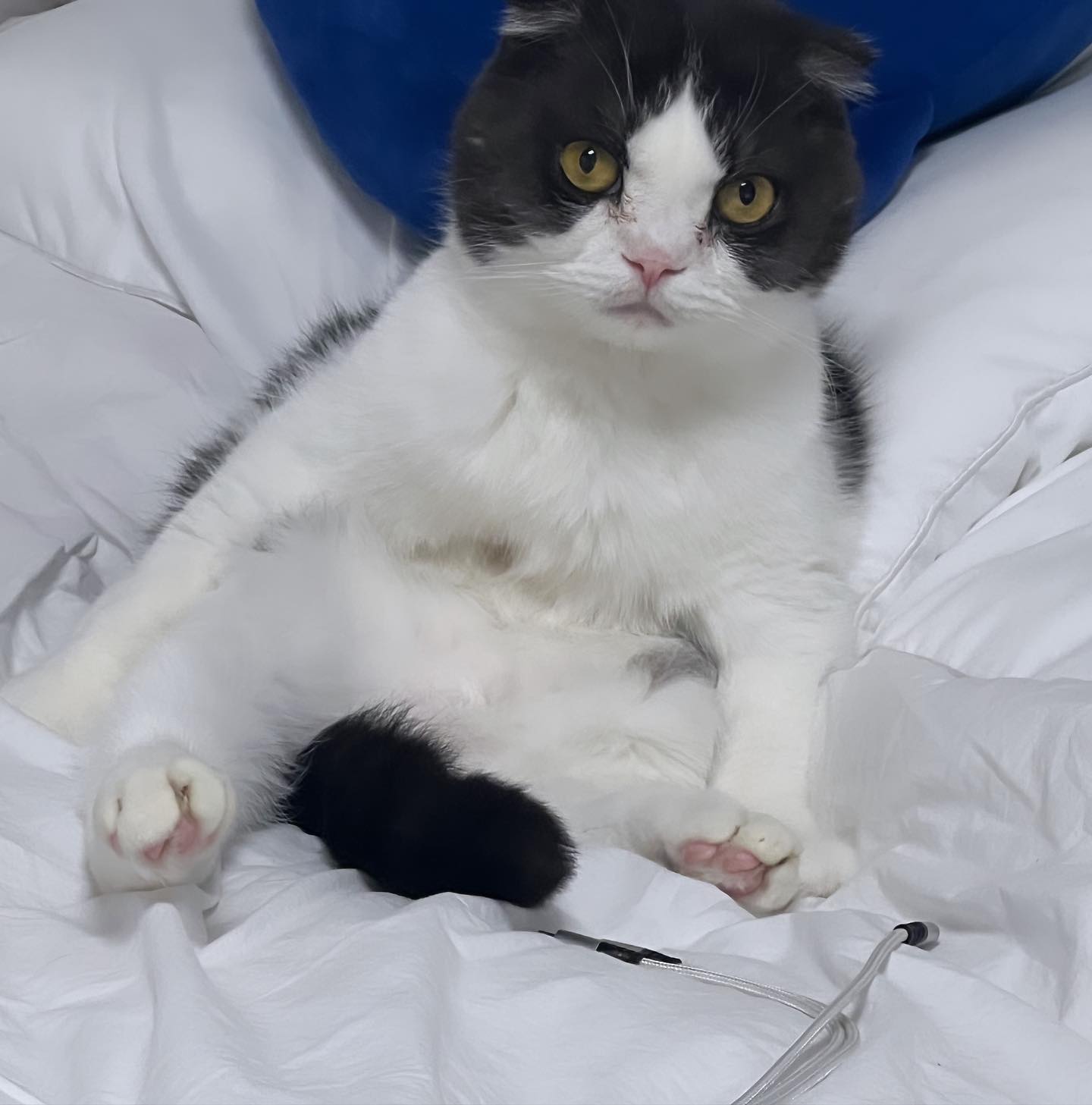 🐱🐱🐱