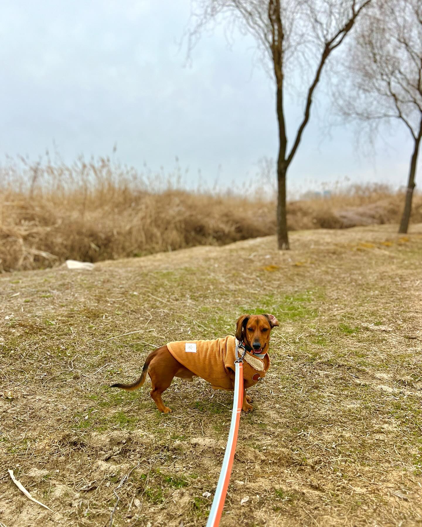웃는 노을이 사진 10짱 다 올리긱🩷
.
.
#답방천천히다갈게요♥️ 
#닥스훈트그램🐕 
#숏다리강아지🐕 
#닥스훈트노을이 
#매력있는상남자🤴 
#닥스훈트단모🐶 
#똥꼬발랄견.