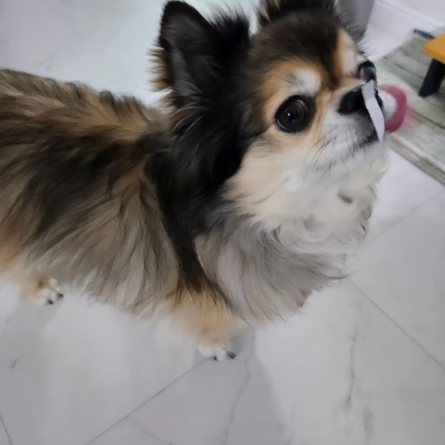 코에 뭘붙이고 다니는거니ㅋㅋ

 #맞팔환영 #장모치와와
