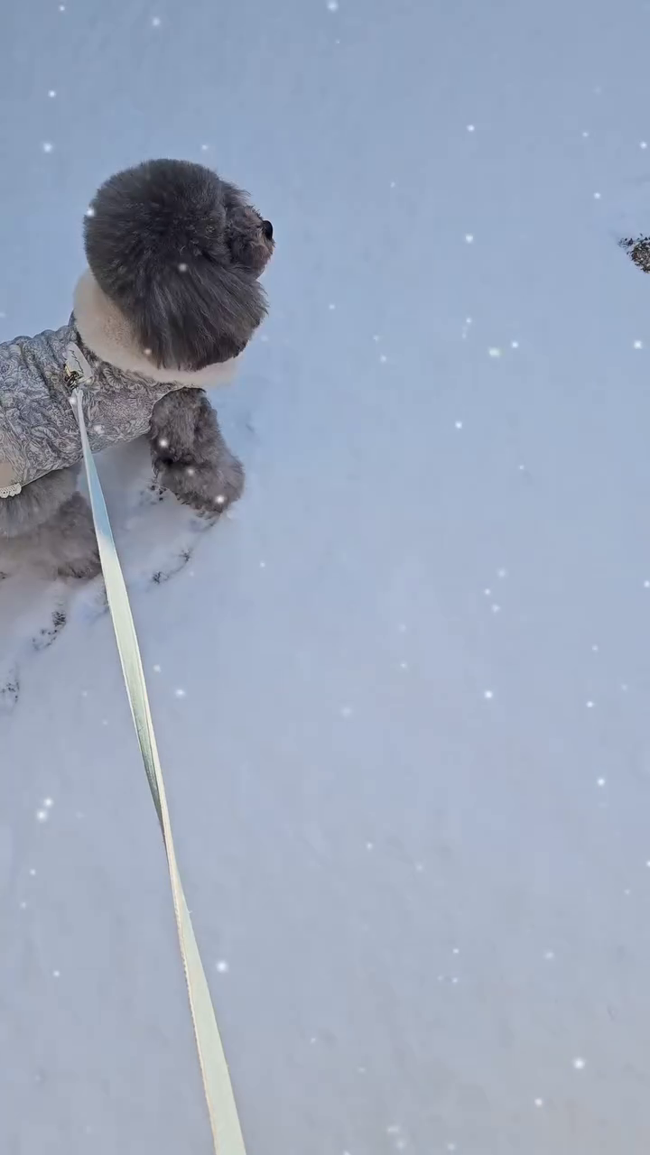 올겨울 첫 눈발자국새기기👣

하얀눈과 
실버모색이 만나니
겨울왕국에 온 천사같잖아 ❄️🐩

#20231220메리

#개불출맘 #겨울즐기기
#눈위발자국
#겨울강아지패션