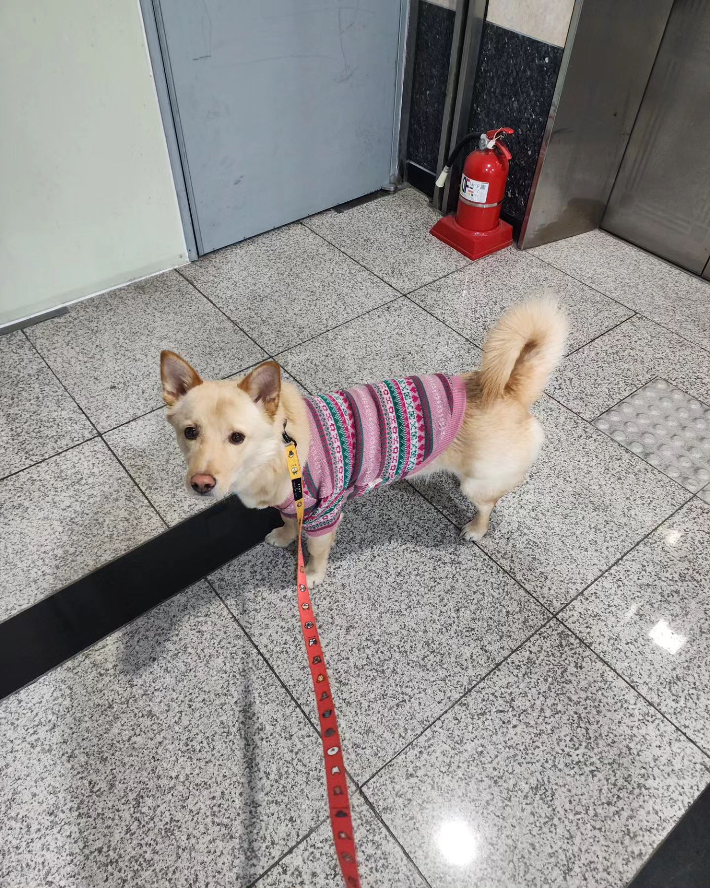 할머니옷 훔쳐입은 강아지

ㅋㅋㅋㅋㅋㅋ 졸귀르
유치원쌤이 이른 생일선물로 주셨따 >_<
촌스러운데 너무너무너무 귀여워 ㅠㅠ

#레트로감성 #레트로강아지옷 #강아지니트 #할머니옷아님 #댕댕타임