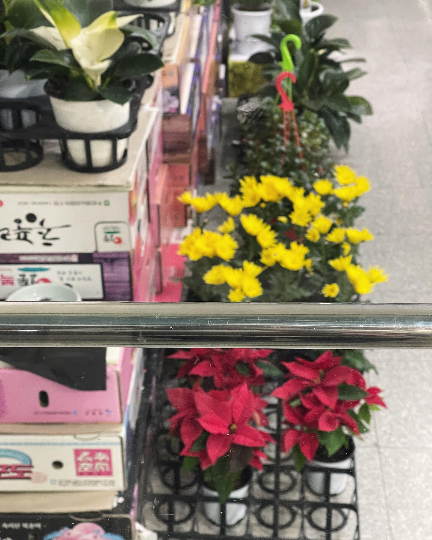 붕어빵집은 사실 꽃집
코코 눈빛 (또 먹게?)