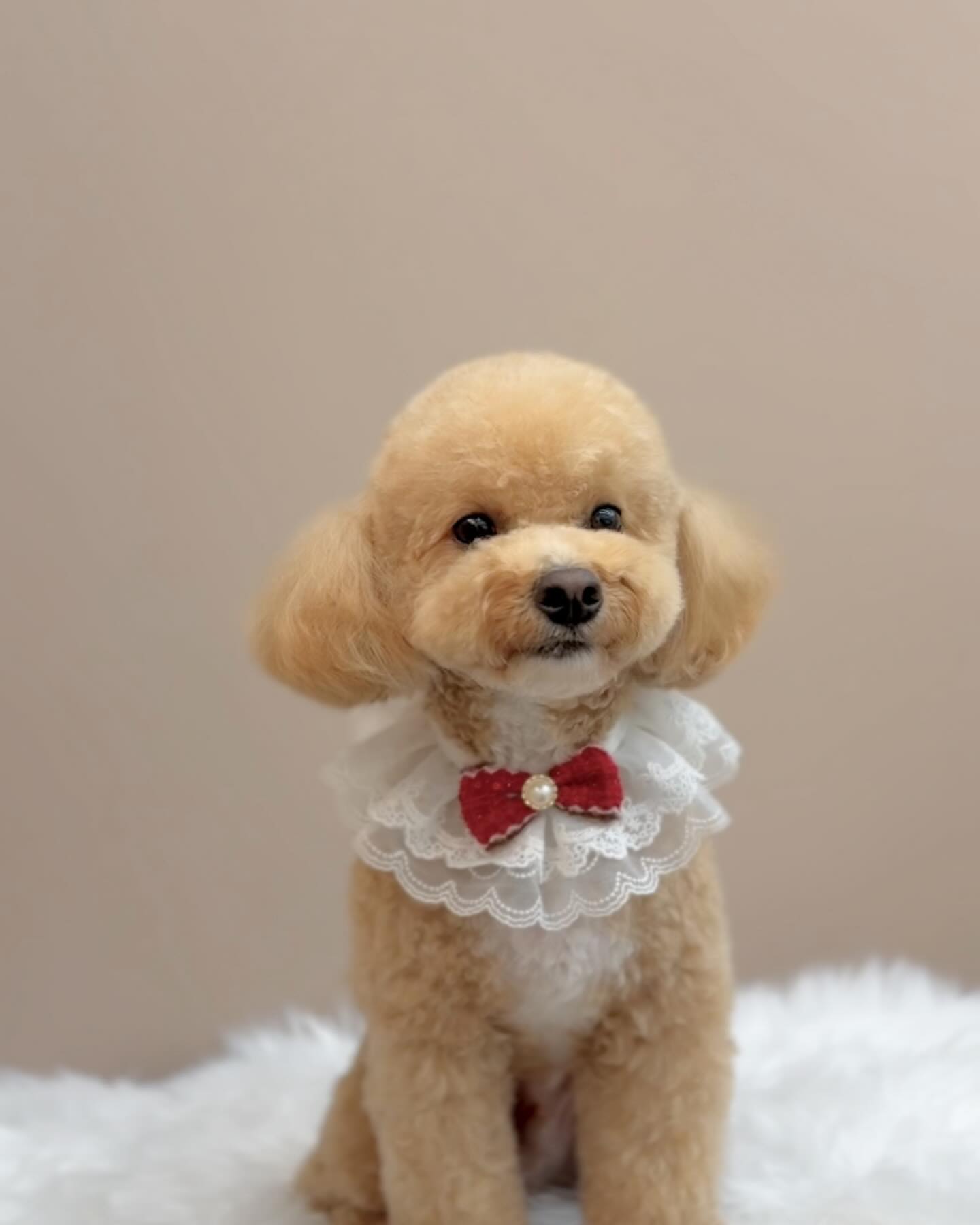 친구들 안녕!!!! 오랜만이야ㅠ🥹잘 지내고 있지???❣️

요즘 우리 엄마가 바빠서 아빠가 내소식을 대신 알려준대!!!!
요즘 날씨가 너무 미친듯이 더워서 낮에는 너무너무 땅바닥이 뜨거워ㅠㅠㅠ

아뜨아뜨 조심🔥

친구들도 발바닥 앗뜨하지않게 조심하라구!!!
내가 엄마 보채서 소식 자주 올려달라고 할게!❤️

(ps.우리아빠는 인스타를 잘 안해서 엄마만큼 이쁘게 소식 못전하는점 친구들이 이해부탁해💕)