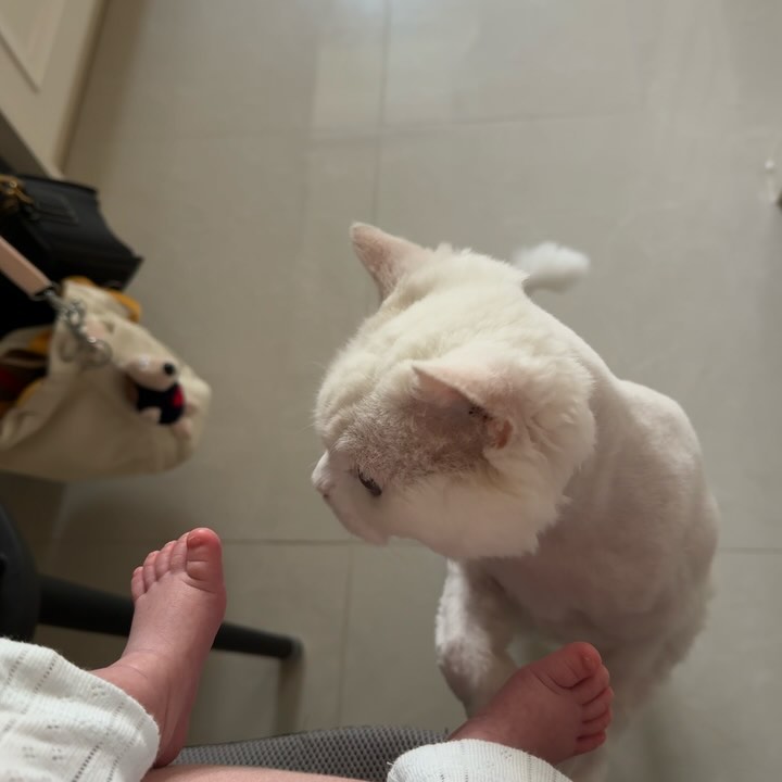 애묘육아 시작🐣

애기보고 하악질도 안하고 잘지내는중😻
궁금한지 와서 냄새한번씩 킁킁대는 둘둘

육아를 부탁해 두둘콩

#애묘육아 #고양이육아 #아기랑고양이 #고양이그램