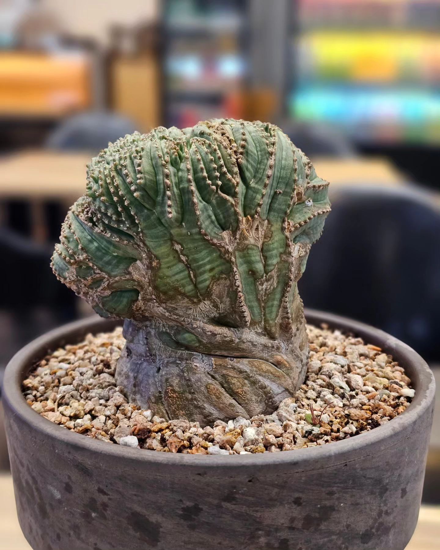 ,
보면 볼수록 알면 알수록 더 예쁜 내 오베사 철화 🌵

#오베사 #obesa #오베사철화 #euphorbiaobesa #euphorbia #괴근식물 #희귀식물 #아프리카식물 #다육식물 #copiapoa #titanota #agave #아가베