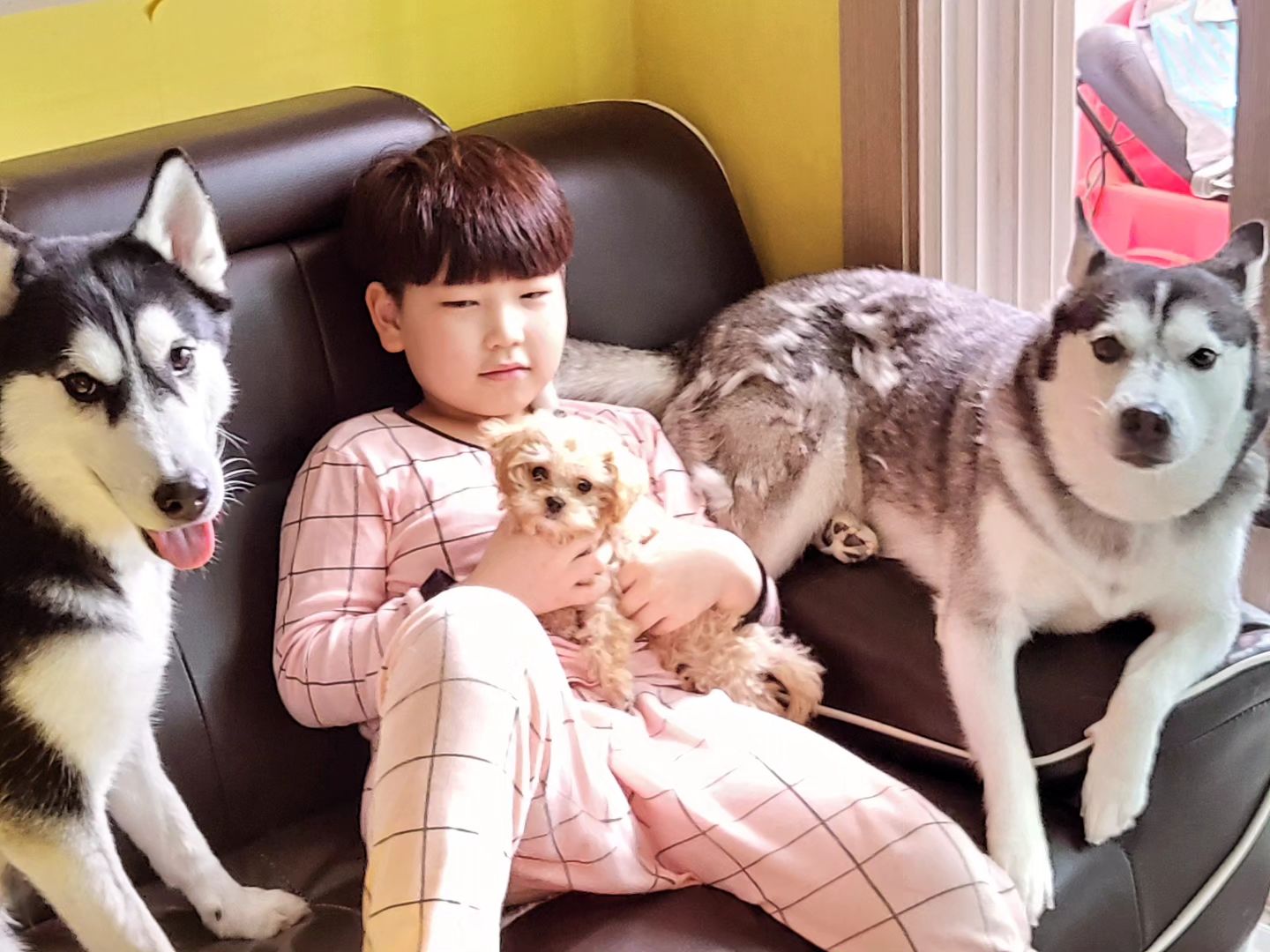 우리집 고만고만한애들ㅋㅋㅋ

#허스키#말티푸#사람#울집자식들#다복하구나