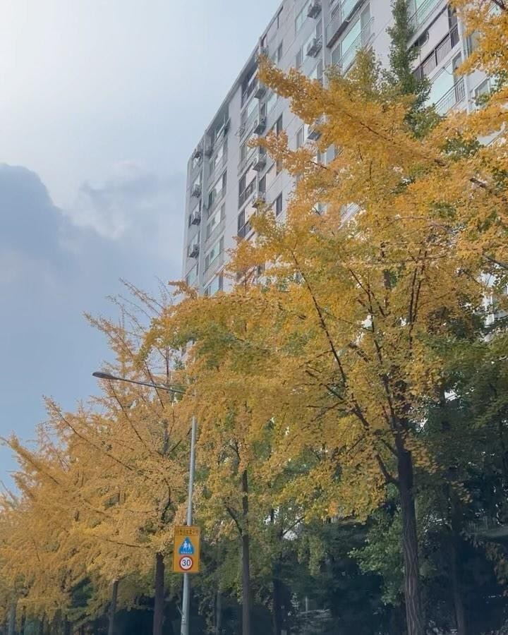 아직 버티고 있는 가을 한자락 
올해가 언제 이렇게 지나갔지..🍁🍂🧶