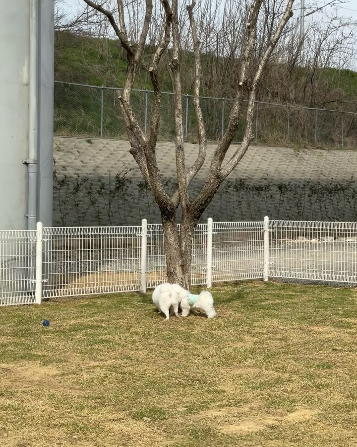 인기가 많아도 넘무 피곤해🥱 한시간째 나 따라 다닌다개!!!🔥
내가 좋다는데 눈나는 너무 피곤해🥲

#눈나껌딱지 
#개두마리키우는줄 
#😅
.
.
#우리 #포메스타그램 #포메라니안 #폼피츠 #일상 #일상스타그램 #강아지일상 #멍팔 #맞팔 #선팔 #견주맞팔 #소통 #소통해요 #패셔니스타 #애견옷 #강아지옷 #강아지모델 #강아지용품 #강아지그램 #강아지스타그램 #강아지인스타그램 #견스타그램 #댕댕이스타그램 #강아지 #인싸
