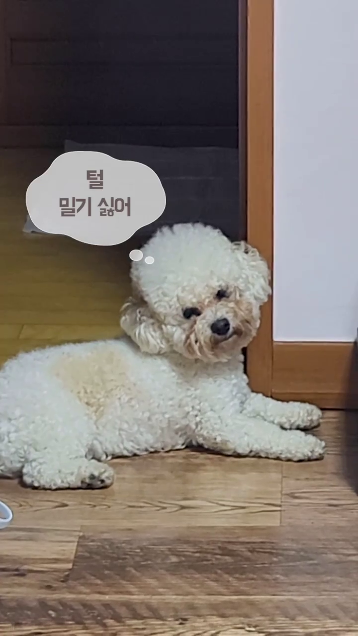 우주최강 털빨 #비숑 #빡숑