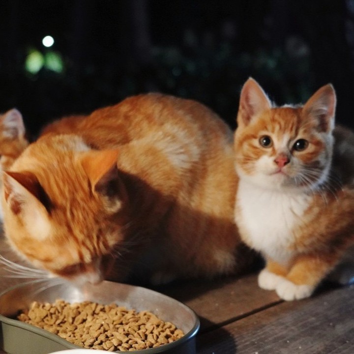 아직도 눈에 아른거리는 귀여운 치즈 냥이 한가족 :)
이 캠핑장에 다시 가고 싶은 이유가 이 아이들 때문이지만 강원도는.. 너무 멀다..ㅠㅠ

추운 날씨에 쉘터 내부에 들어오면서도
어찌나 경계하던지.. 서운하긴 했지만 그래도 잘 살아갈 것 같아요. 

#캠핑냥이 #캠핑장냥이 #지켜줍시다 #캠퍼도냥 #연곡솔향기캠핑장